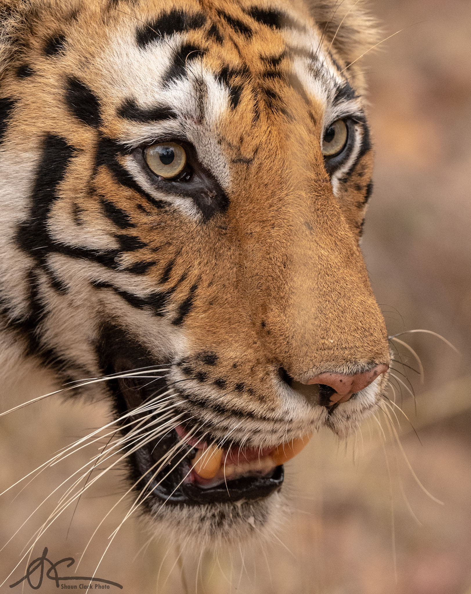 Bandhavgar, India - May 2019:   A close up as the tiger walked confidently past our vehicle.