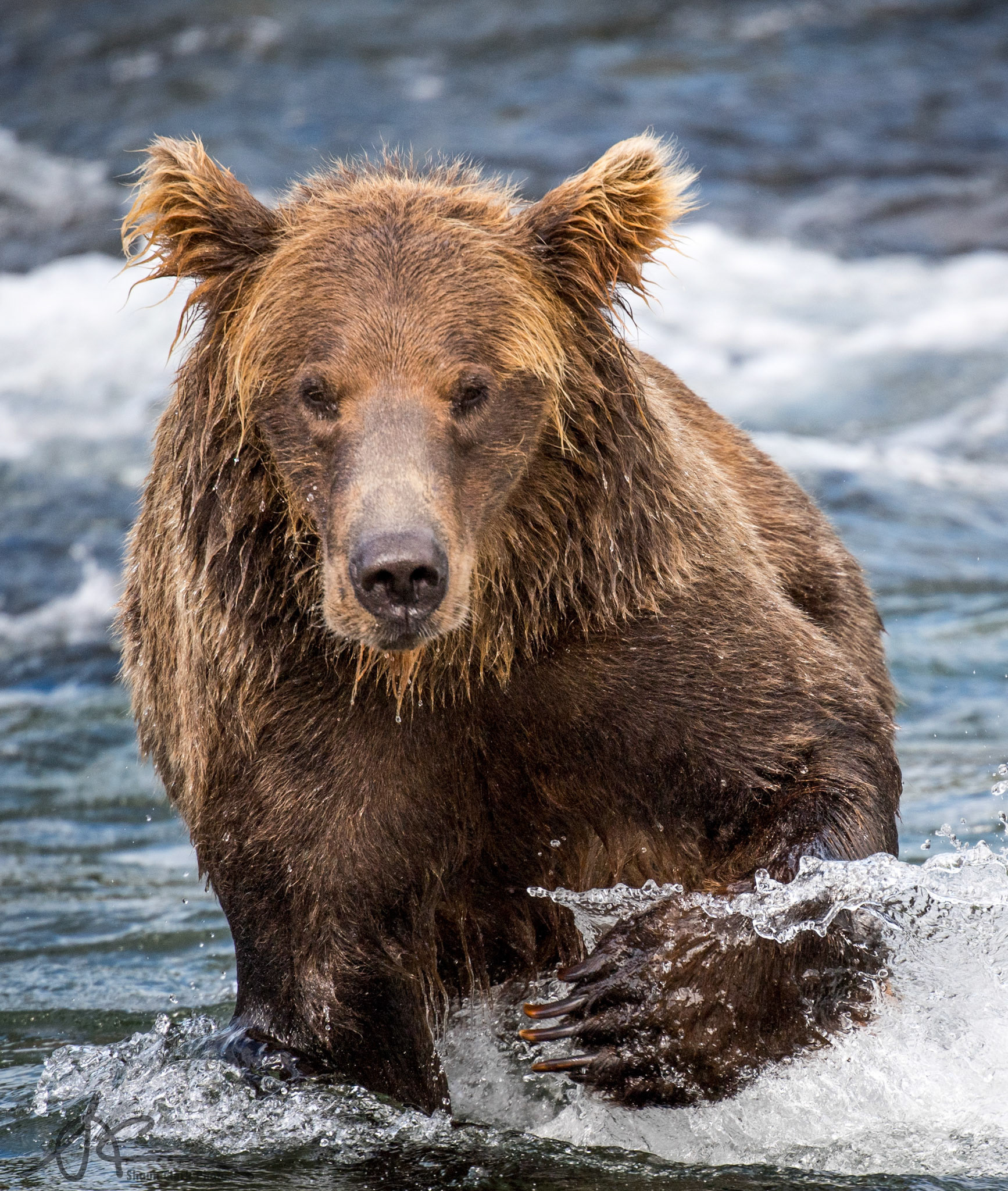 Brooks Falls, Alaska - July 2018