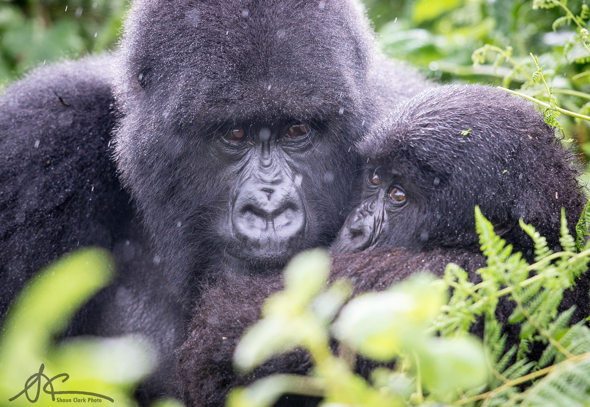 VOLCANOS NATIONAL PARK, RWANDA - APRIL 21: Ntambara family of mountain gorillas (Photo: Shaun Clark).