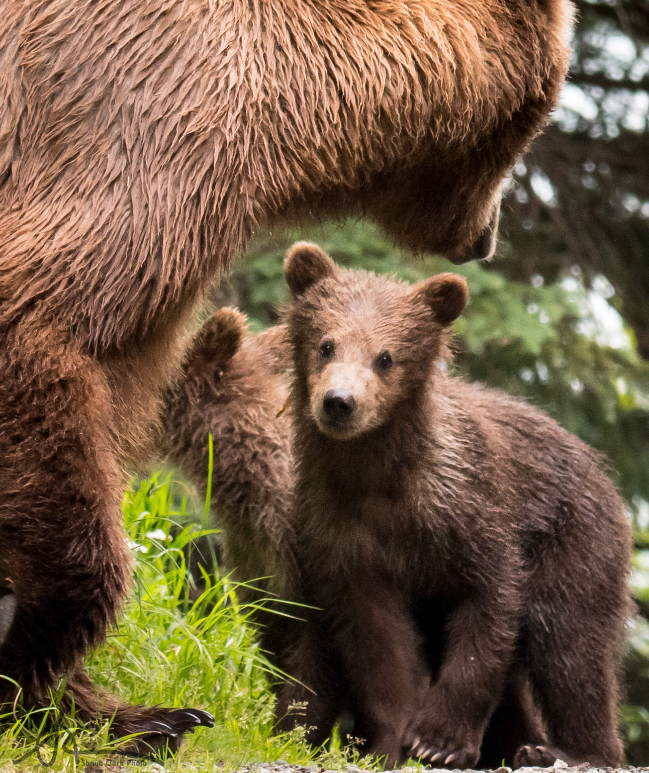 Brooks Falls, Alaska - July 2018