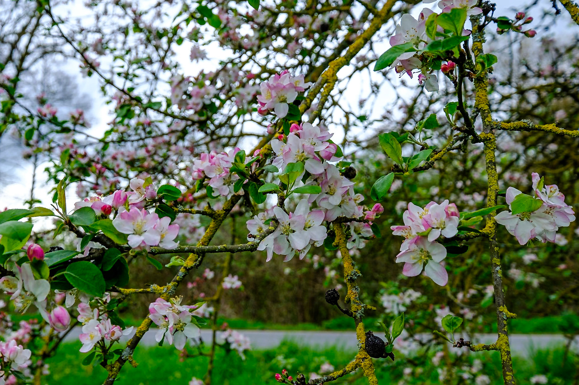 Erste Apfelblüten
