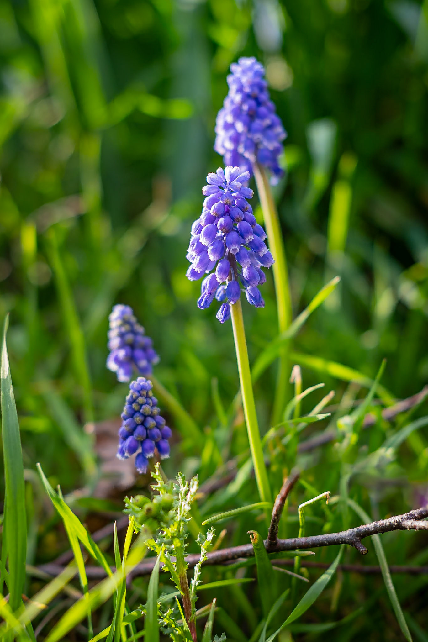 Trauben Hyazinthe