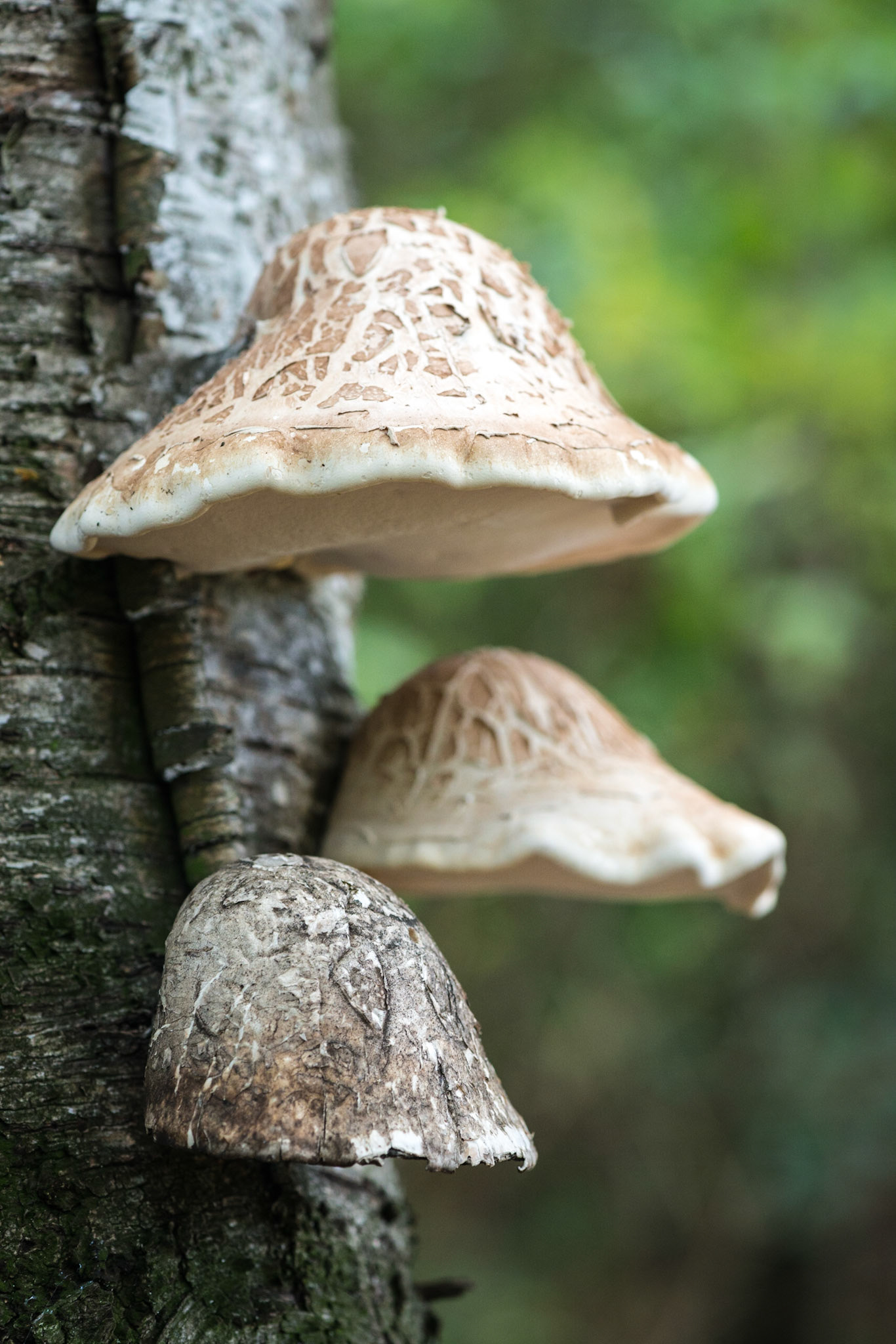 20131020_1125__GFA8914
