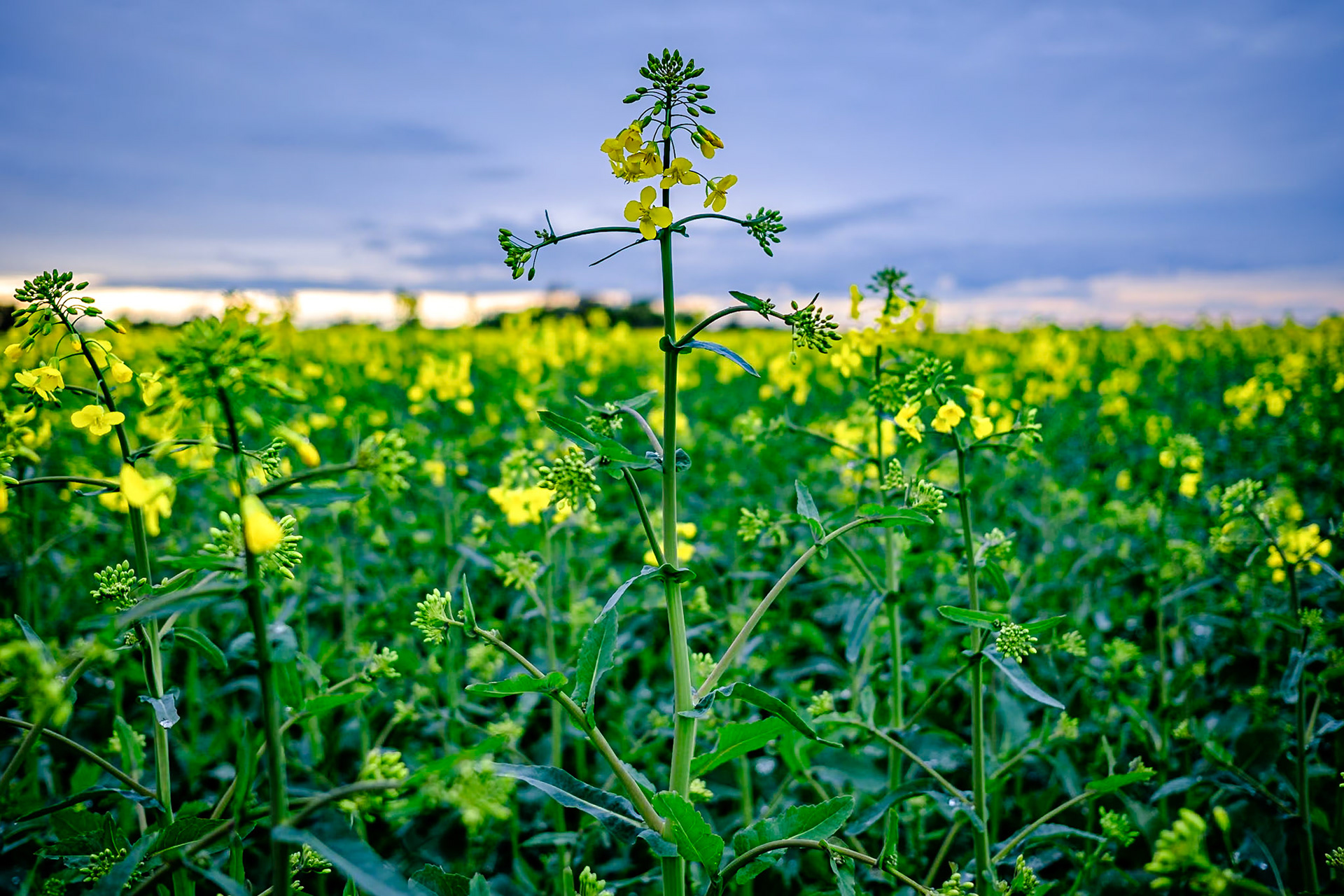Rapsblüten