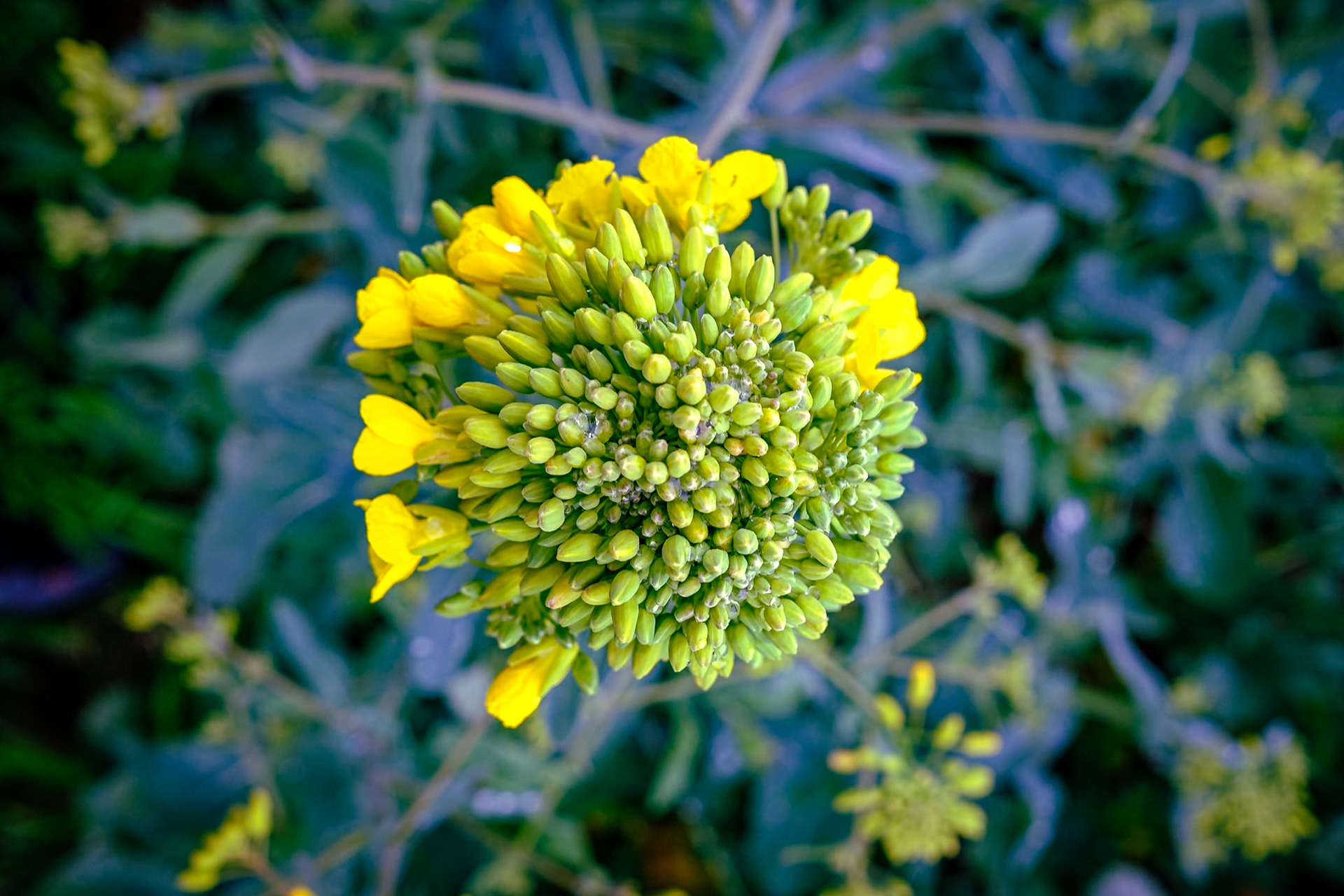 Rapsblüten
