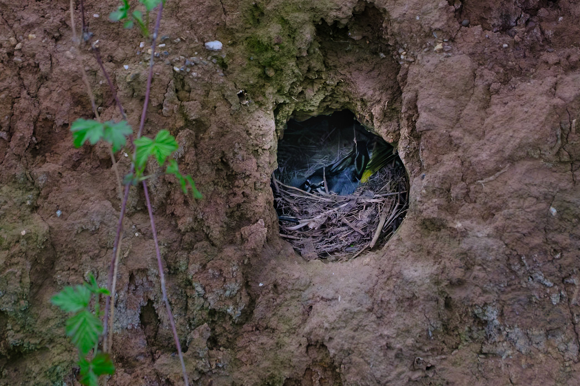 Blaumeise in ihrem Nest am Steilufer des Rotbachs. Das Nest ist gebaut in eine Höhle die sich im weichen Erdreich befindet.