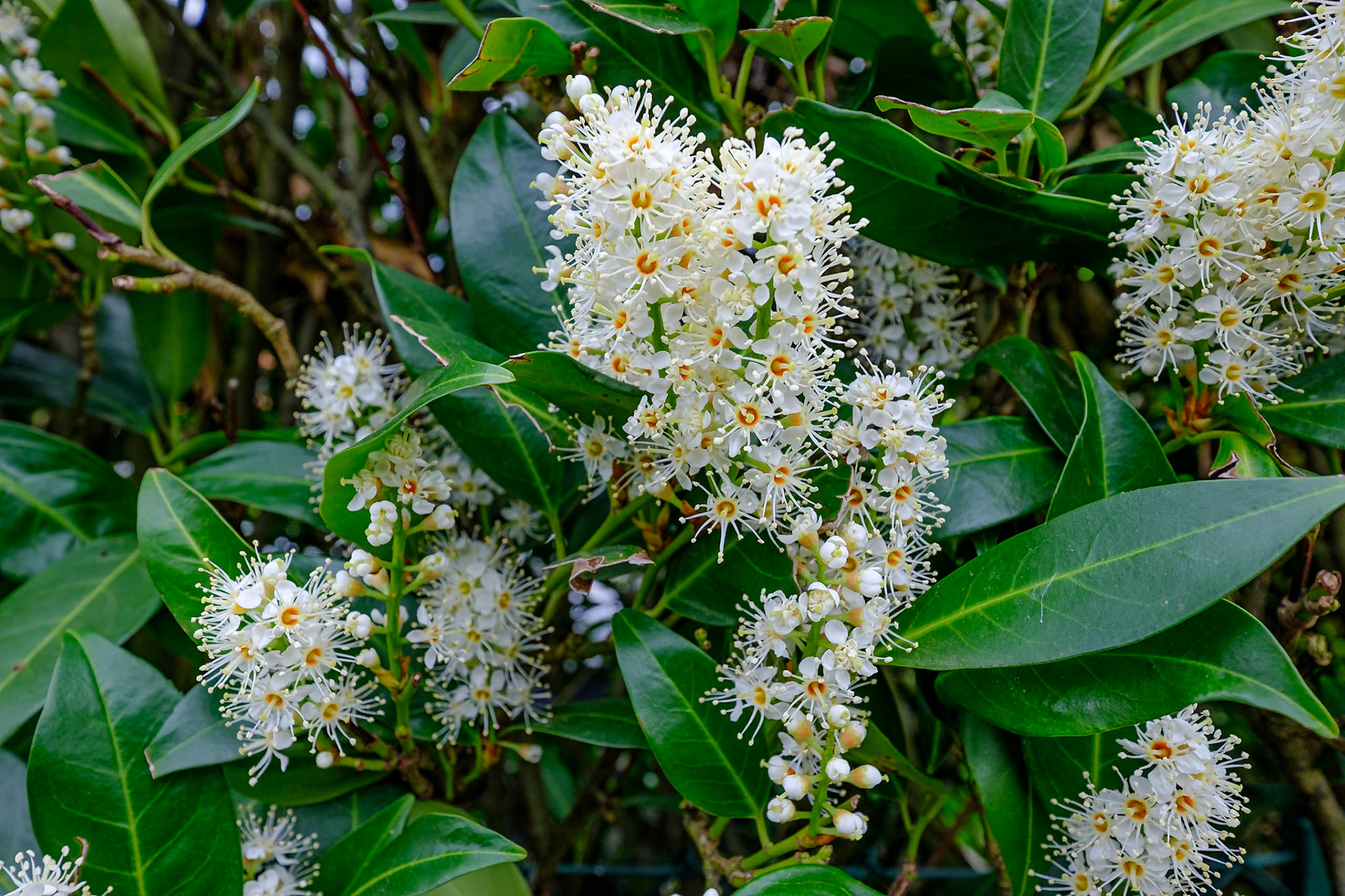 Lorbeerblüten