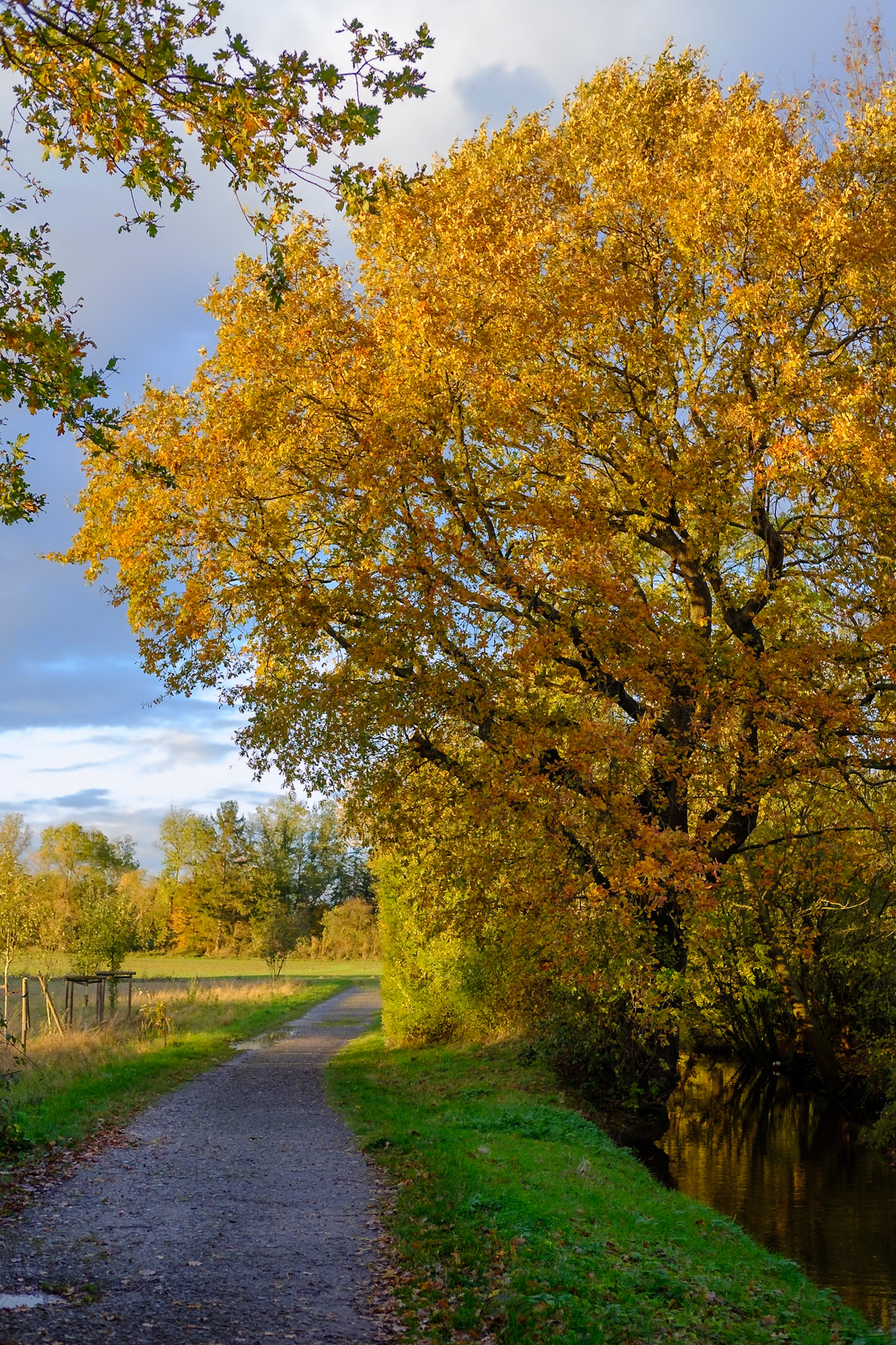 Goldgelbe Farben am Rotbach