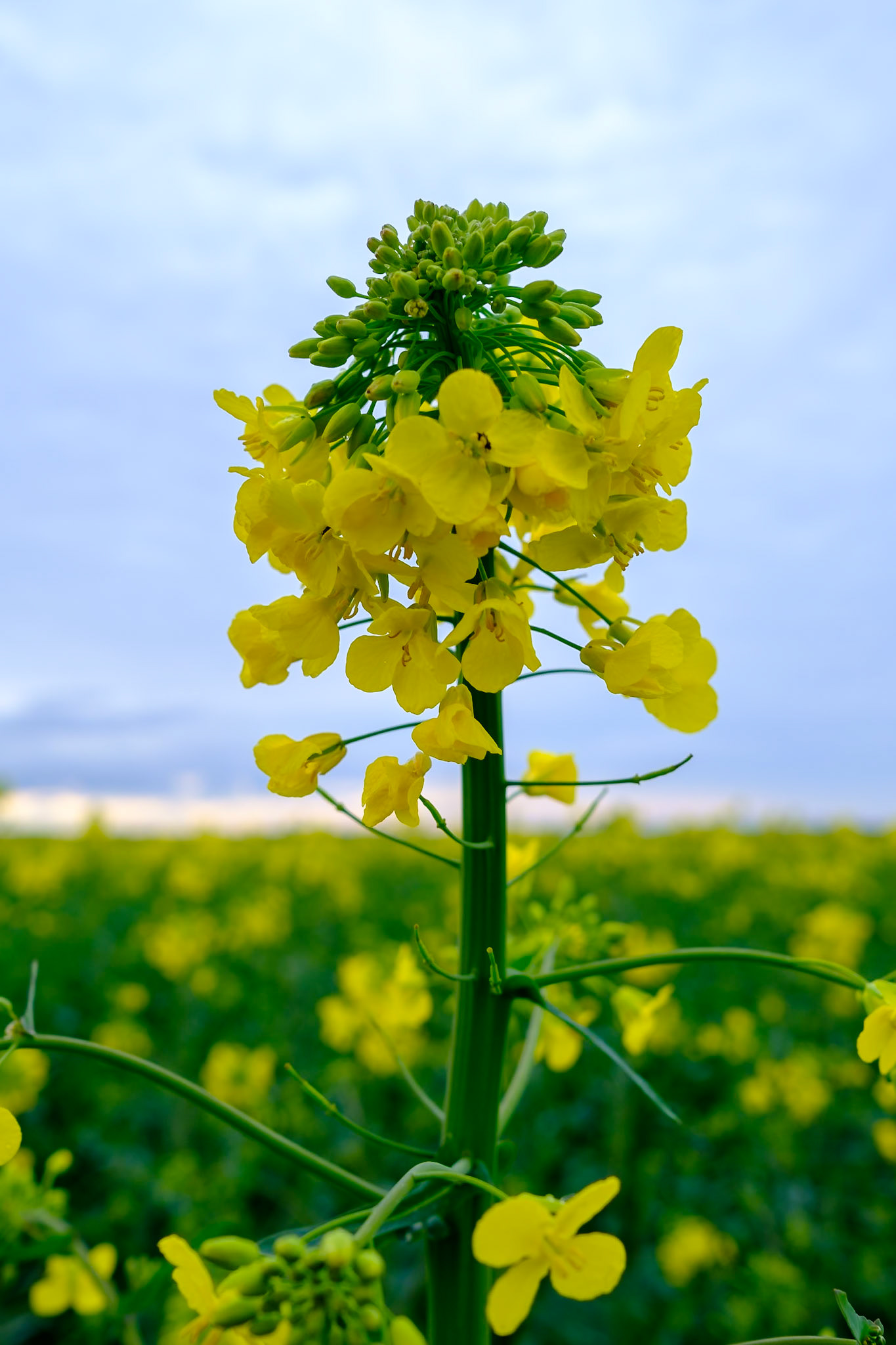 Rapsblüten