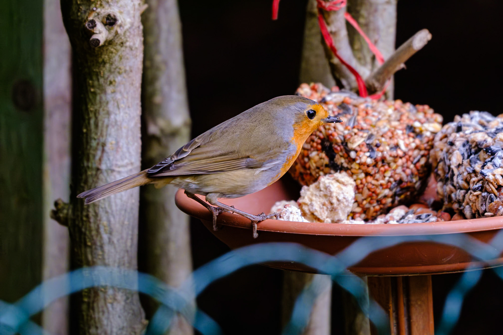 Rotkehlchen an der Futterstelle