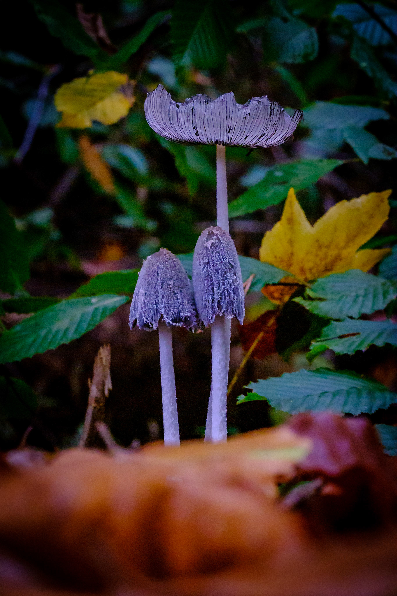 Coprinopsis lagopus, Syn.: Coprinus lagopus