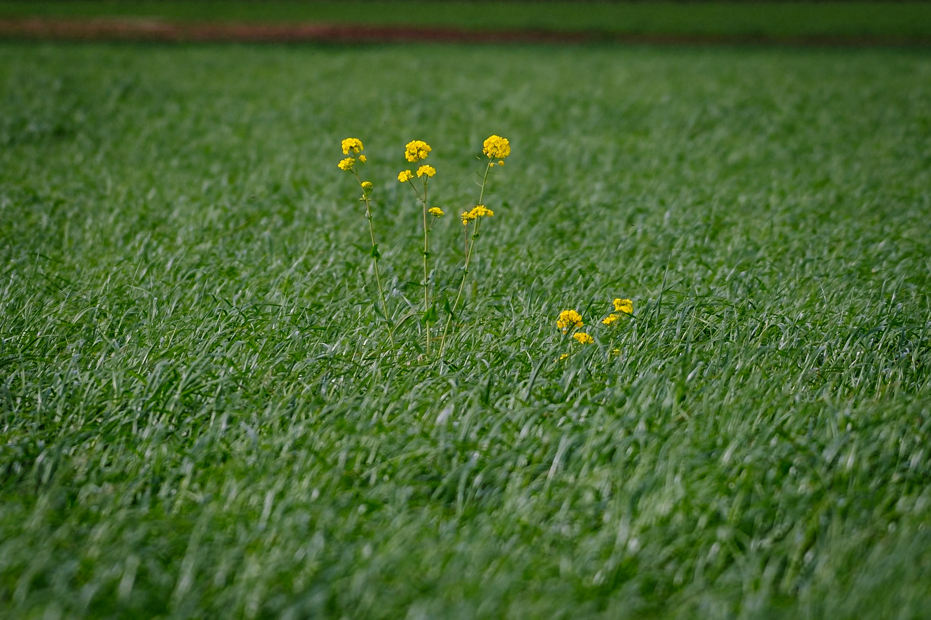 Einsame Rapsblüten