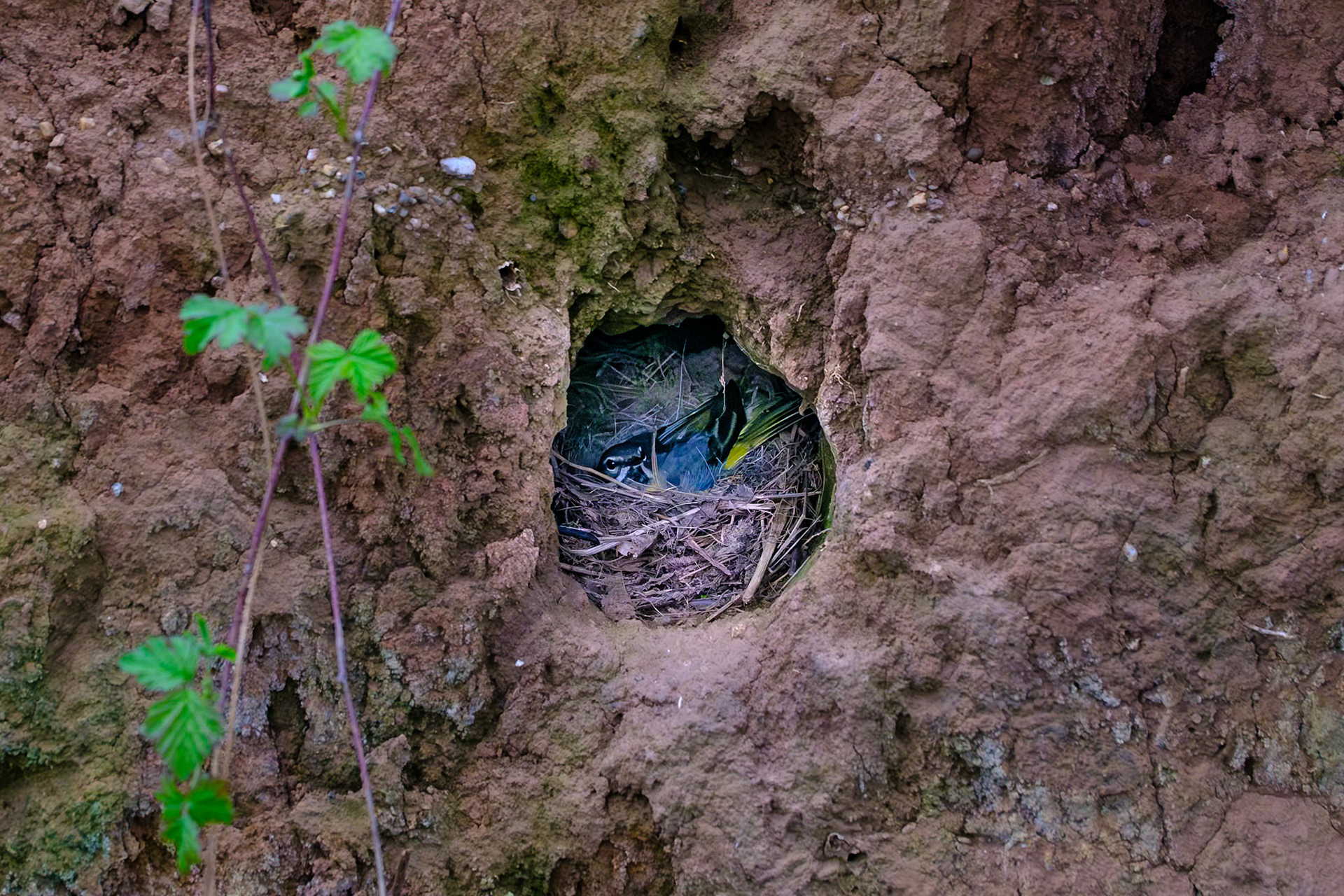 Blaumeise in ihrem Nest am Steilufer des Rotbachs. Das Nest ist gebaut in eine Höhle die sich im weichen Erdreich befindet.