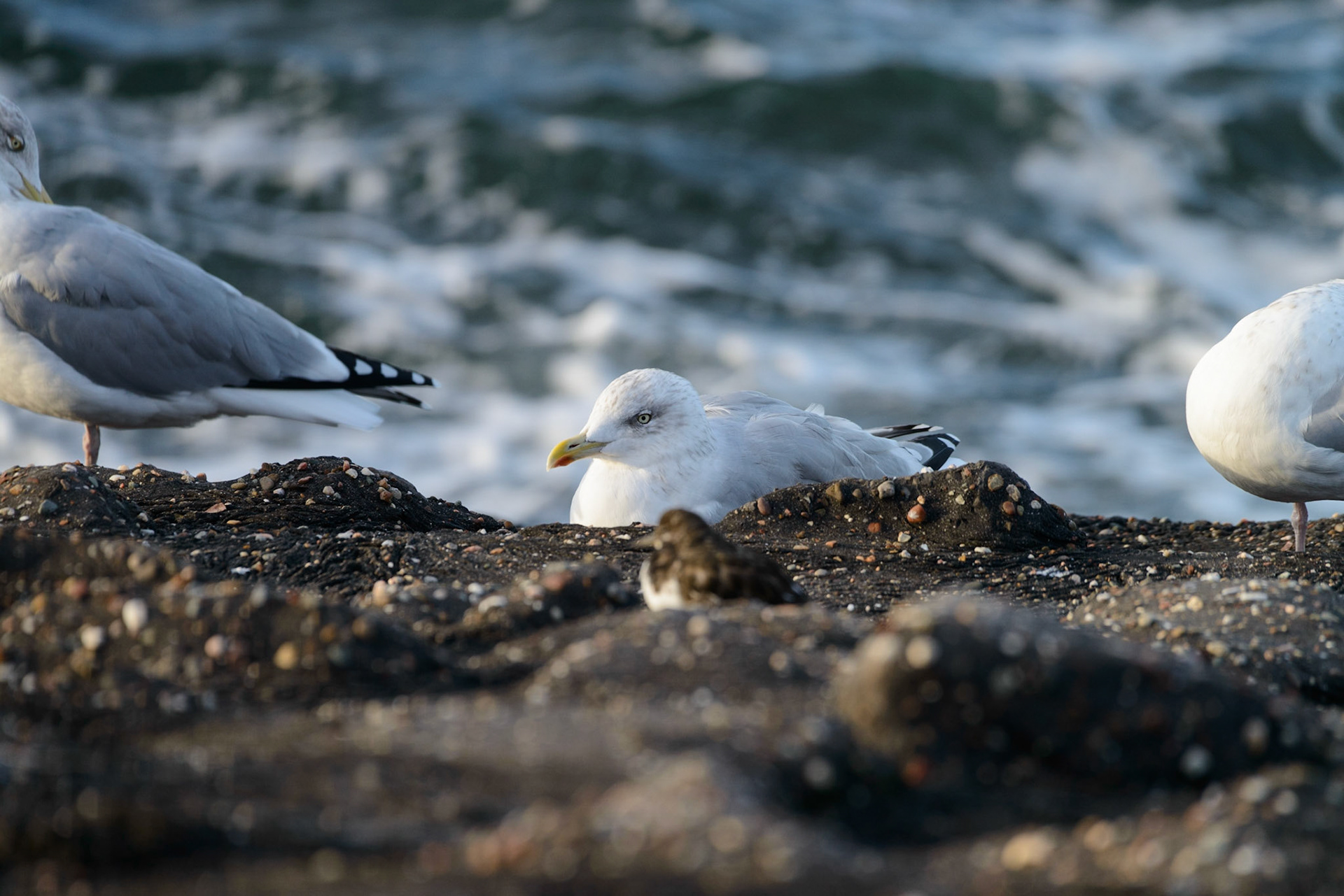 Möwen an der Spijssluis