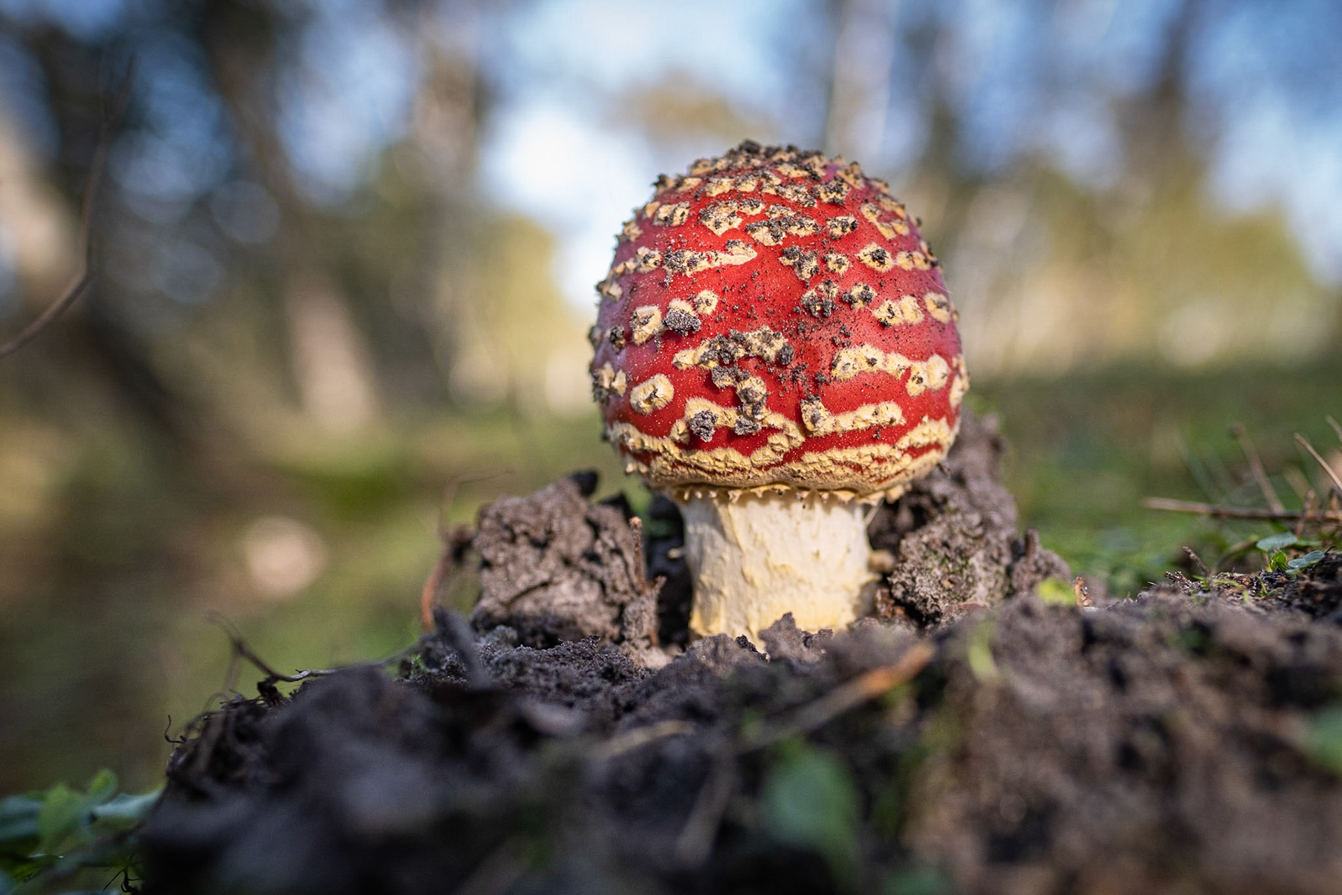 De groote Peel
