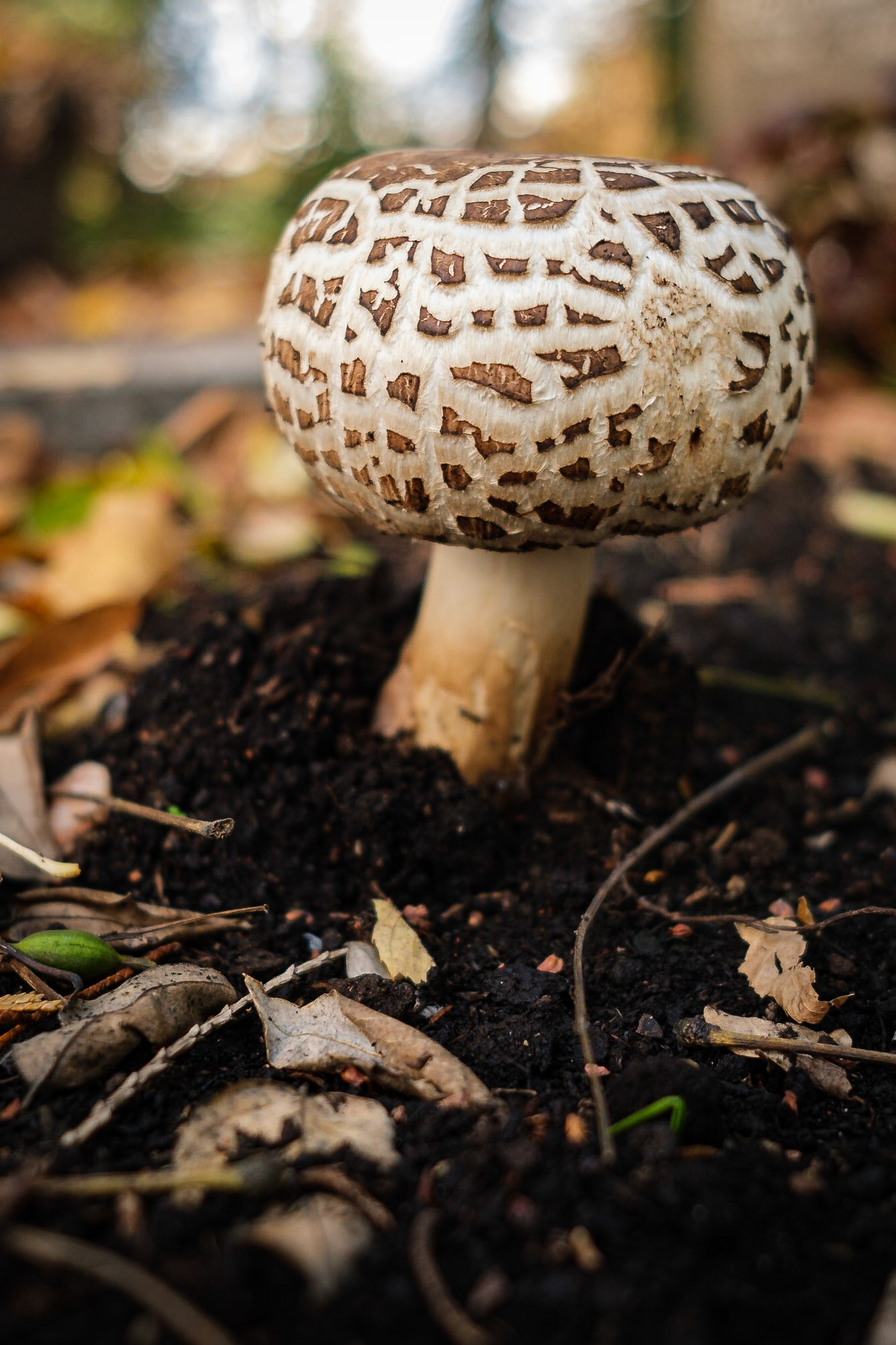 Gartenschirmling