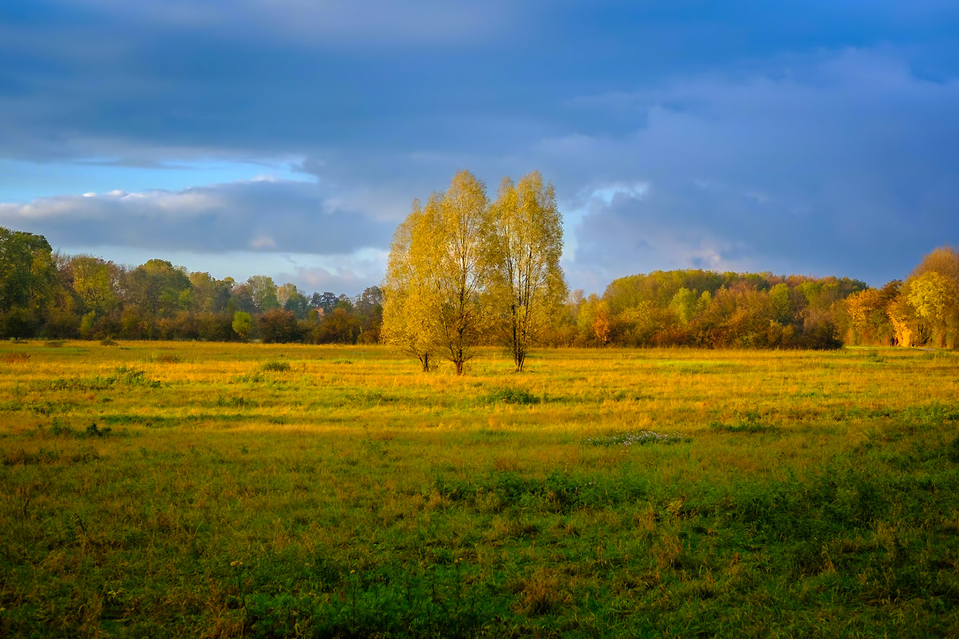 Herbstfarben um meine "Drei Bäume"