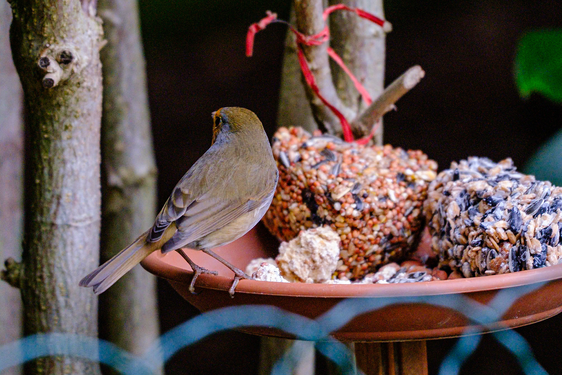 Rotkehlchen an der Futterstelle