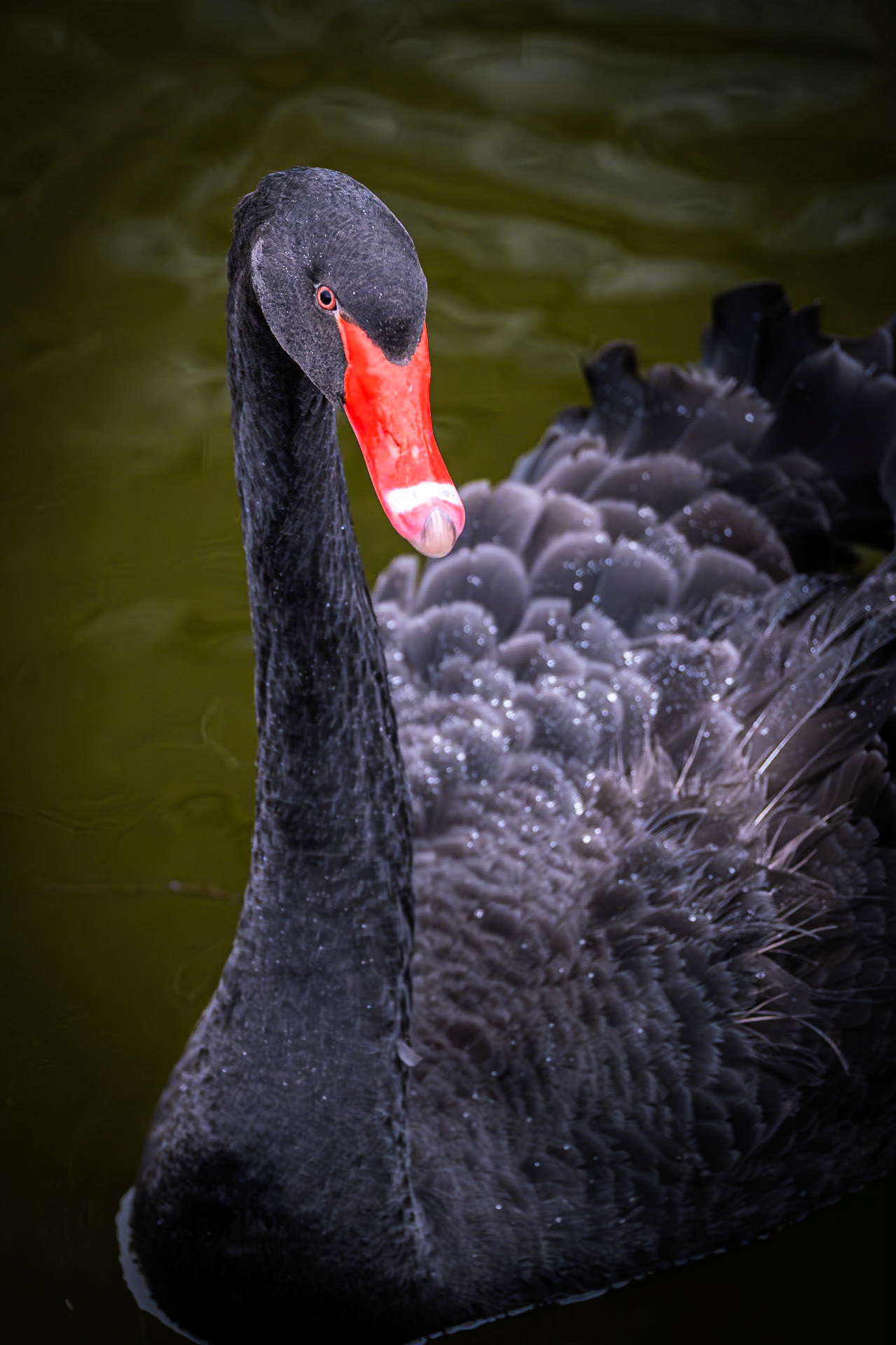 Trauerschwan an Burg Reddinghoven