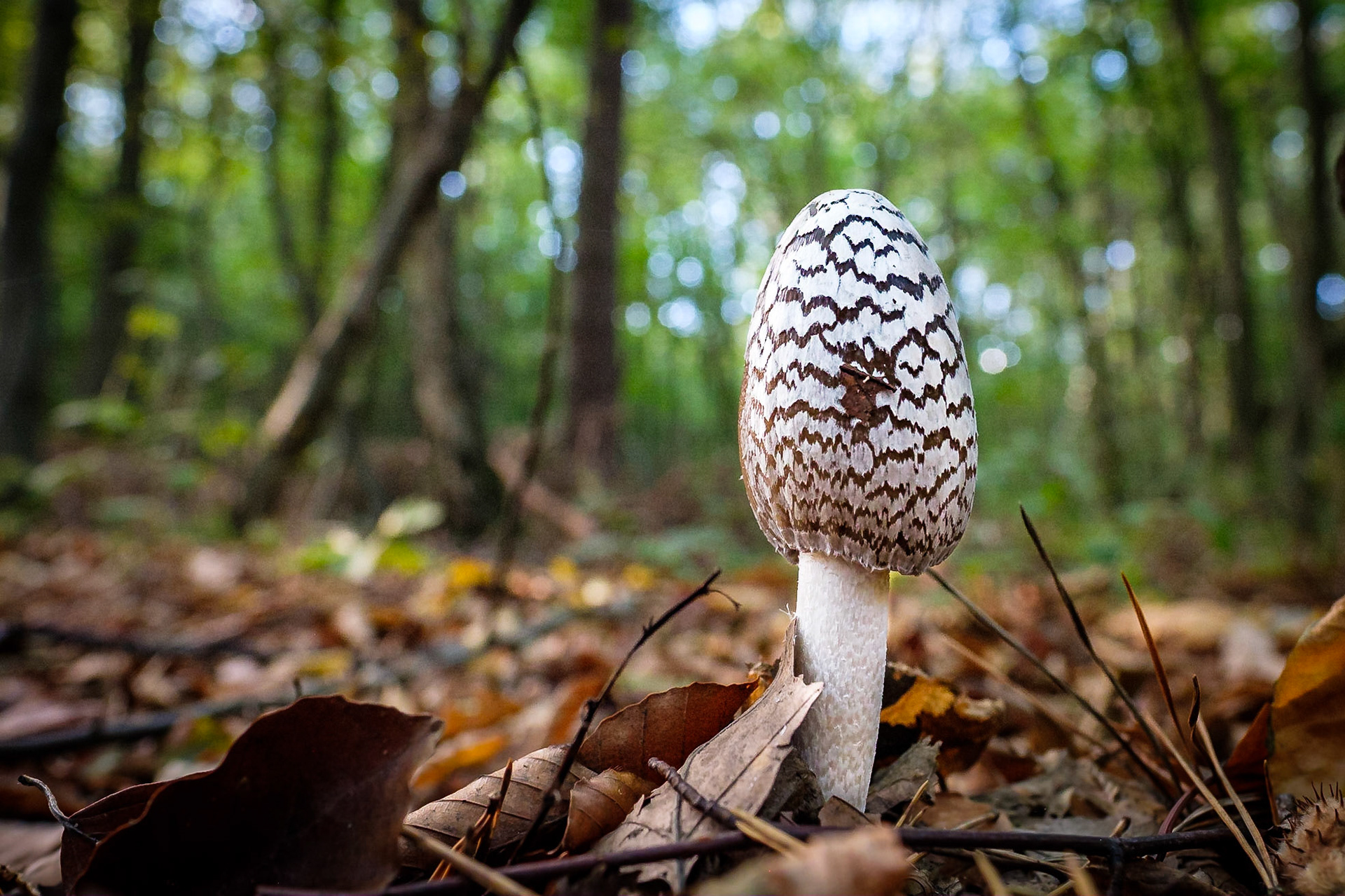Single allein im Wald (Specht-Tintling)