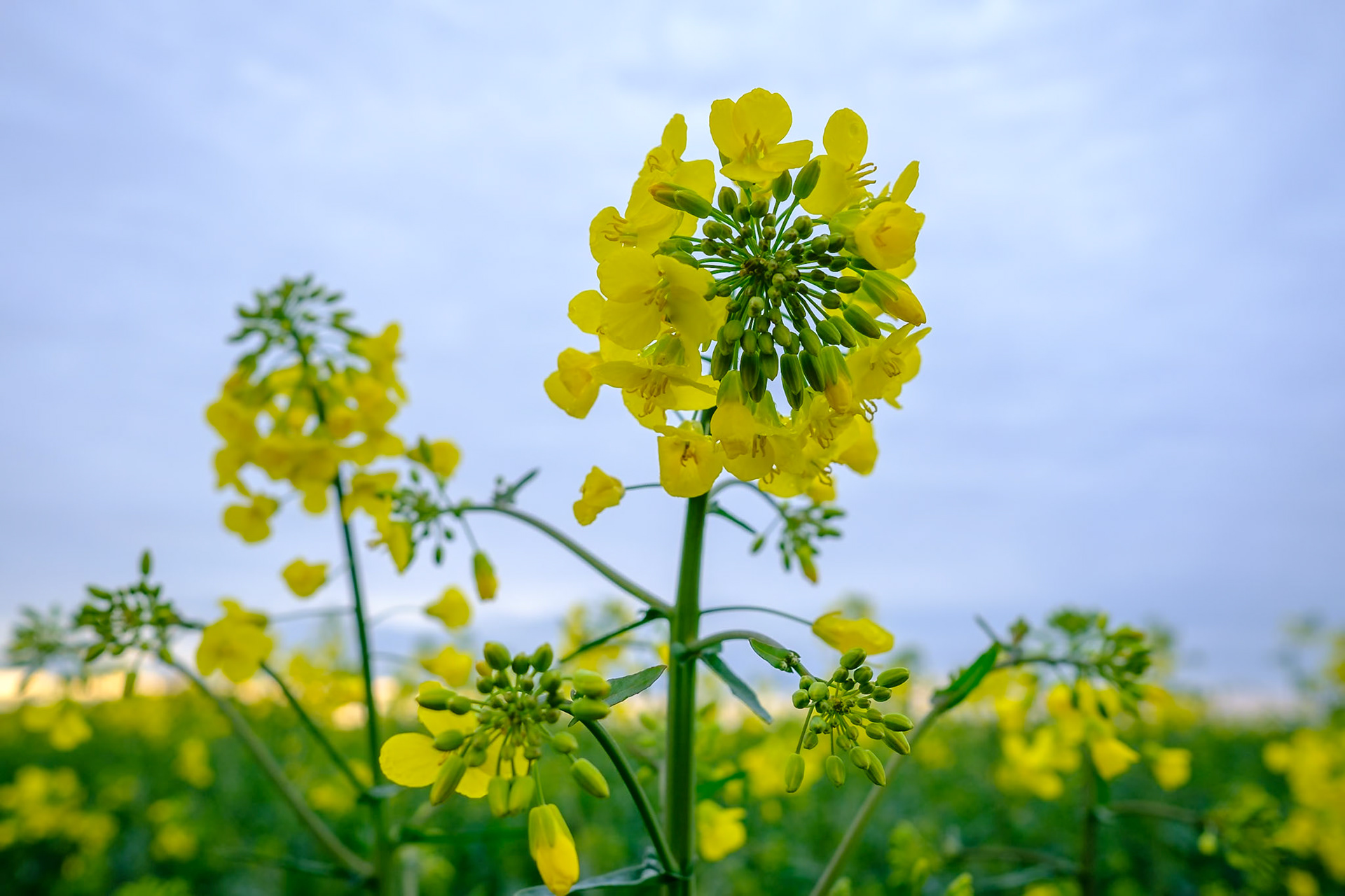 Rapsblüten