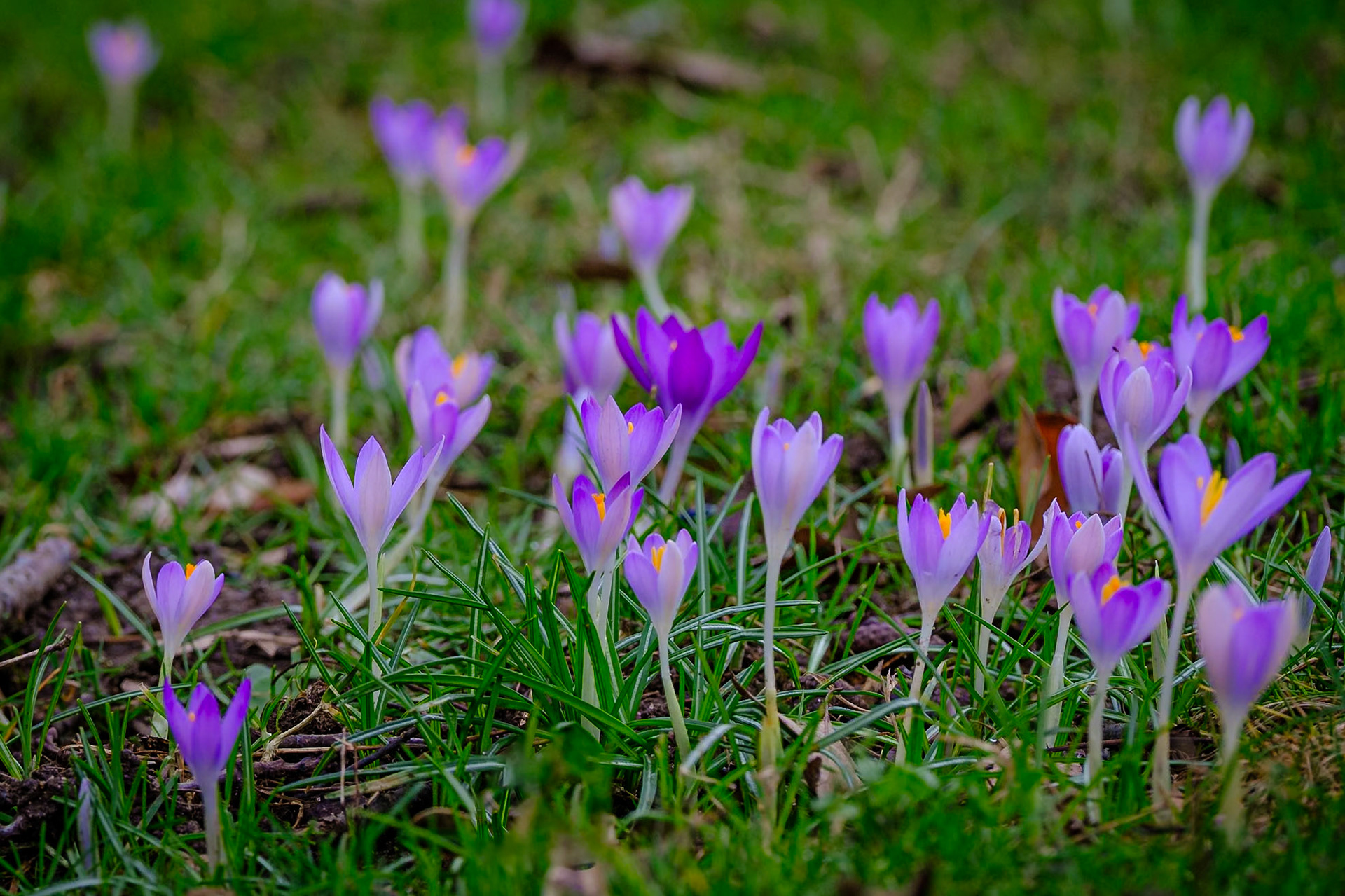 Die erstes Krokusse sprießen