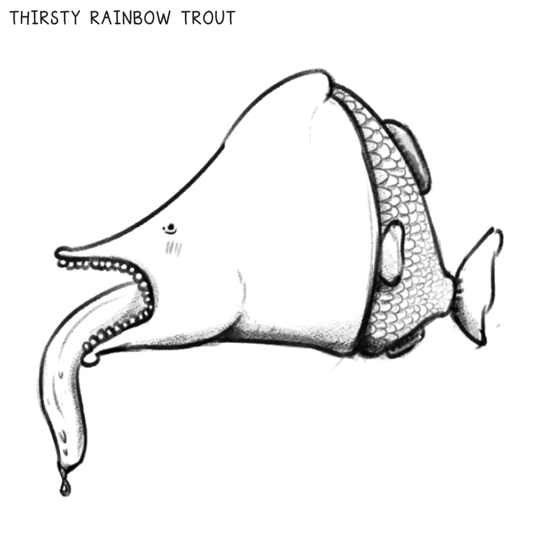 Thirsty Rainbow Trout