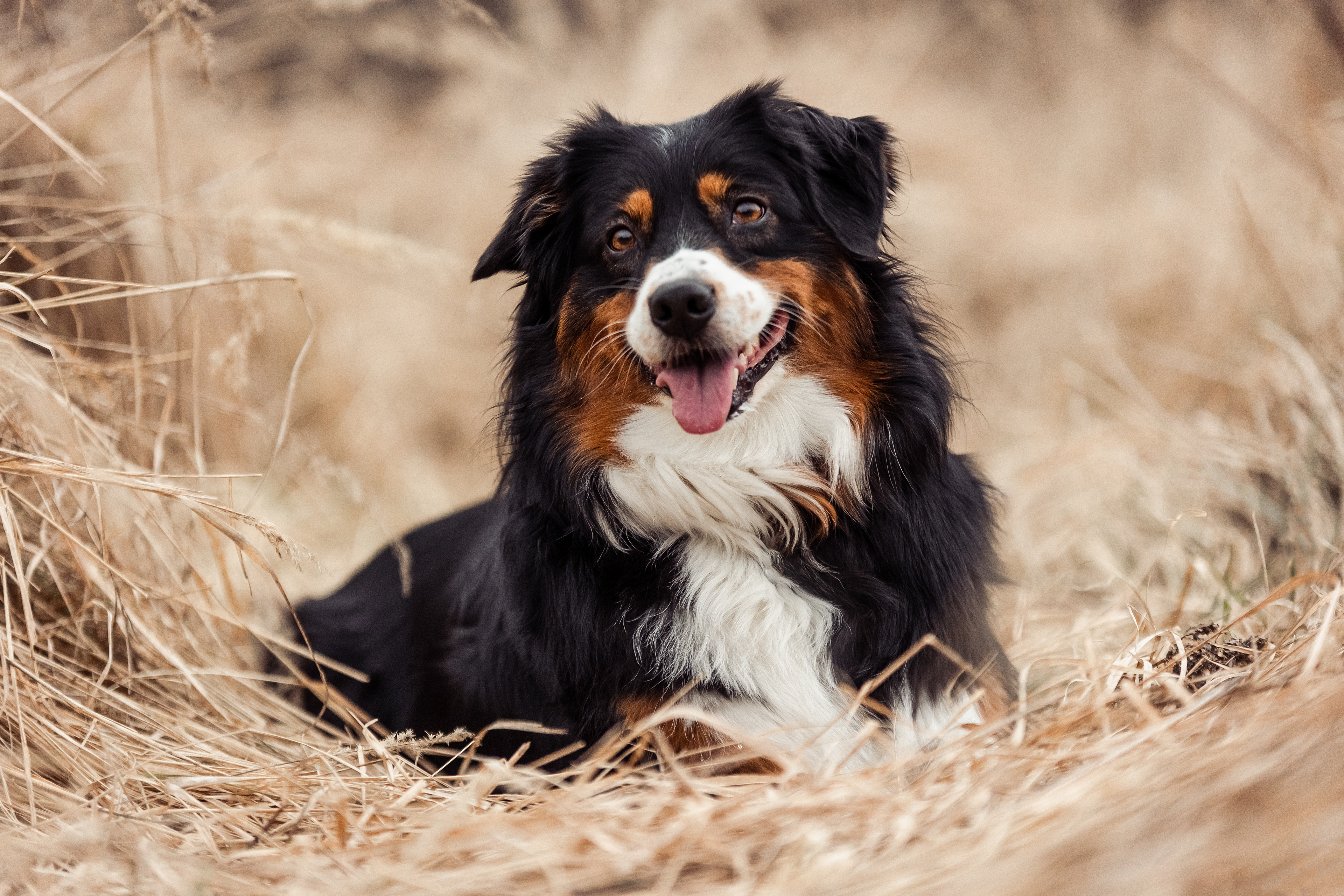 Hundeshooting, Hundefoto, Hundefotografie, Tierfotografie, Tierfotografin, Australian Shepherd, Gräser, Boho, trockene Gräser, Andernach, Koblenz,  Neuwied, Fotografin Andernach, Fotografin Koblenz