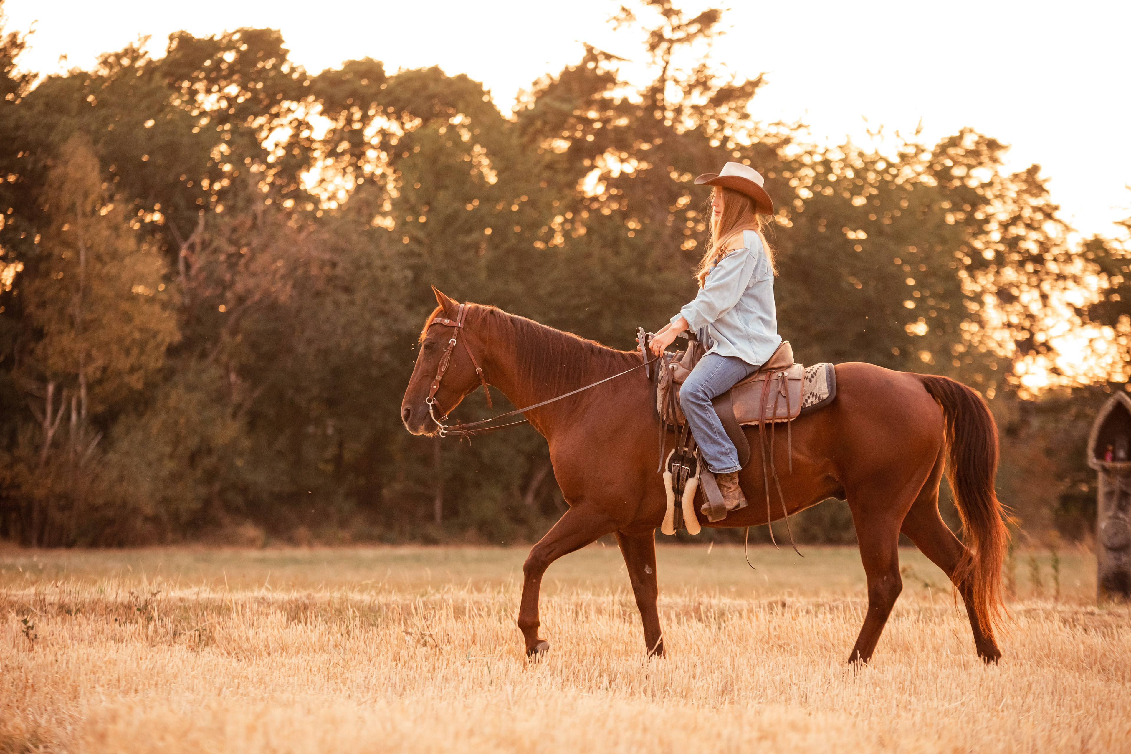 Pferdeshooting, Westernshooting, Pferd, Pferdefotografie, Tierfotografie, Western, Reitfotos, Cowgirl, Cowboy, Sonnenuntergang, Koblenz, Neuwied, Andernach, Fotografin Andernach, Fotografin Koblenz, Tierfotografin, Pferdefotografin