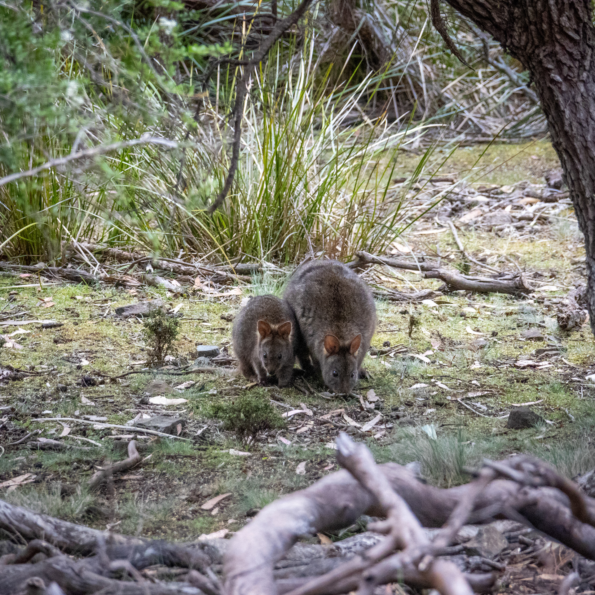 Wallaby mother and her joey