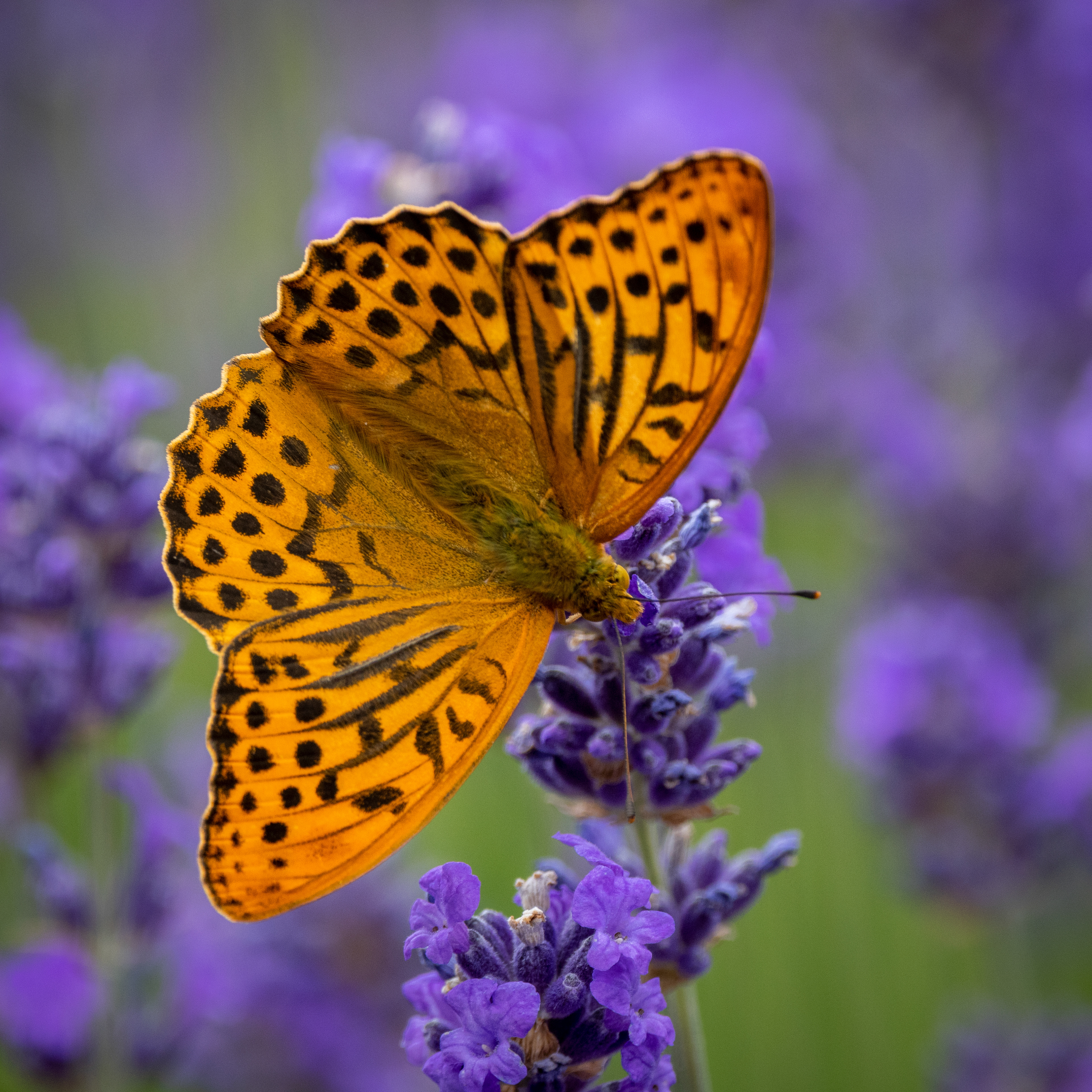 Silver-washed Fritillary