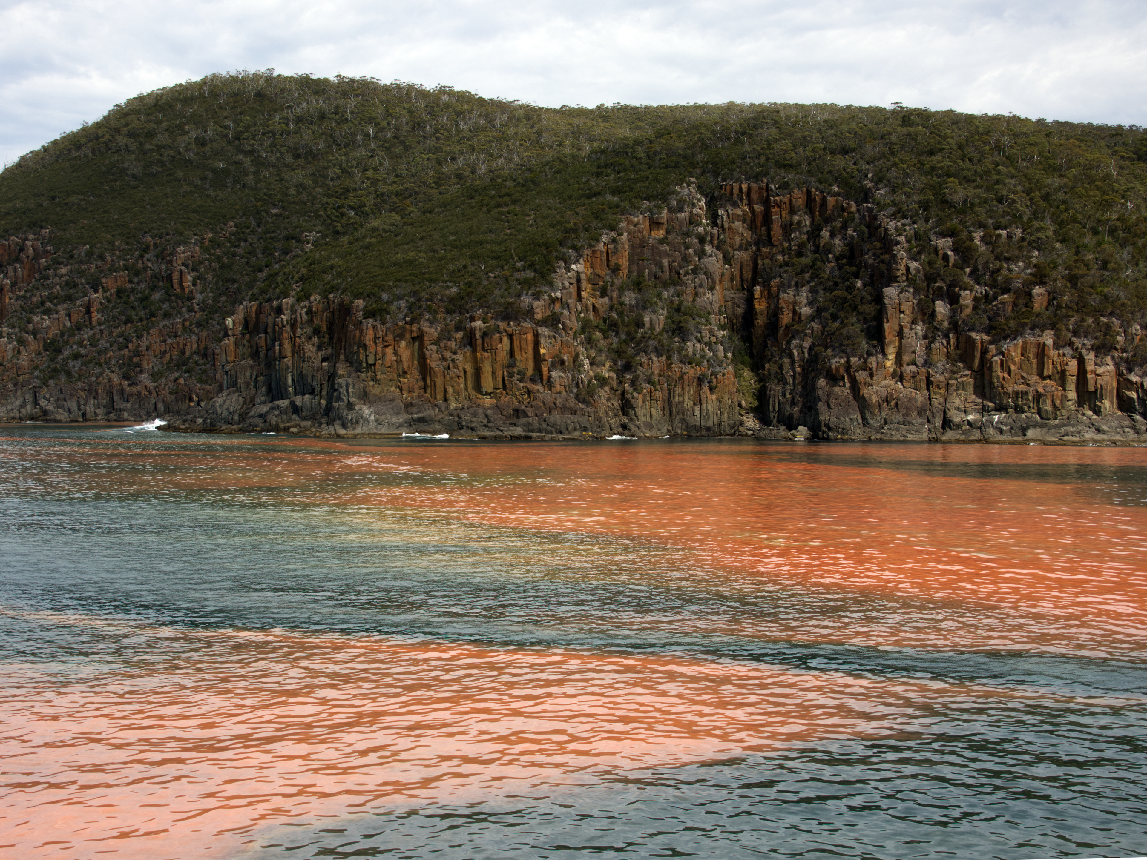 Algal bloom in water that was 6ºC warmer than usual