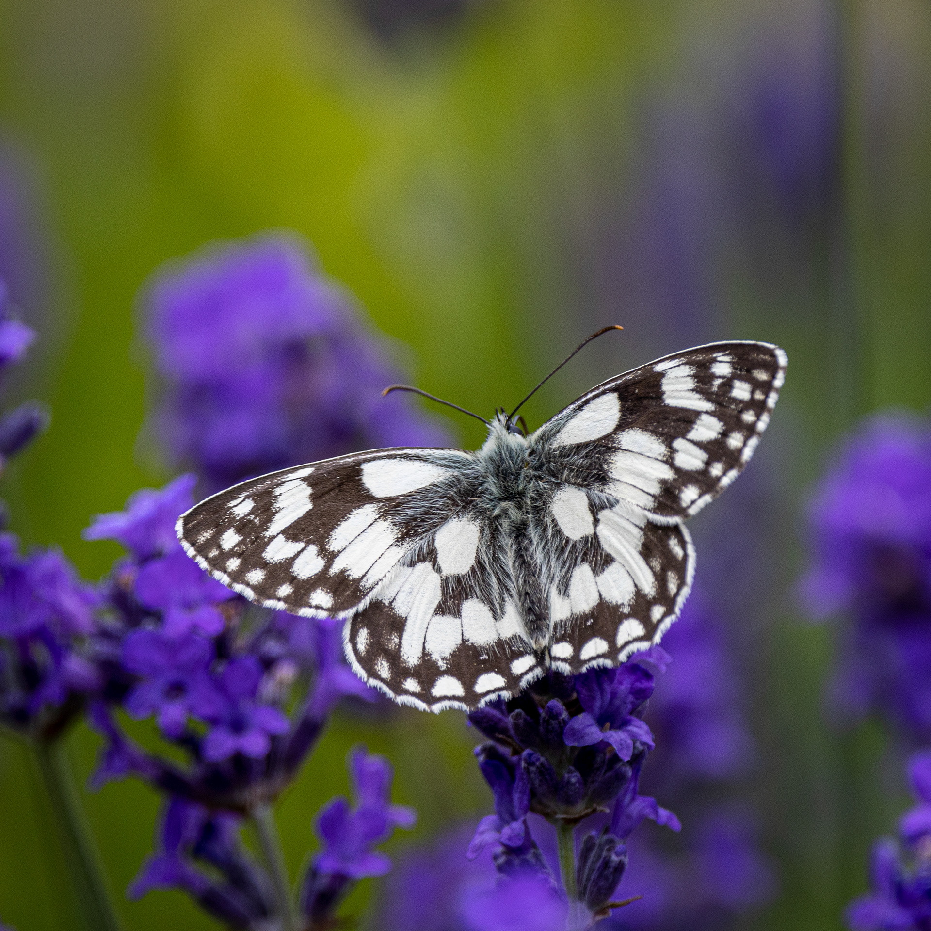 Marbled White