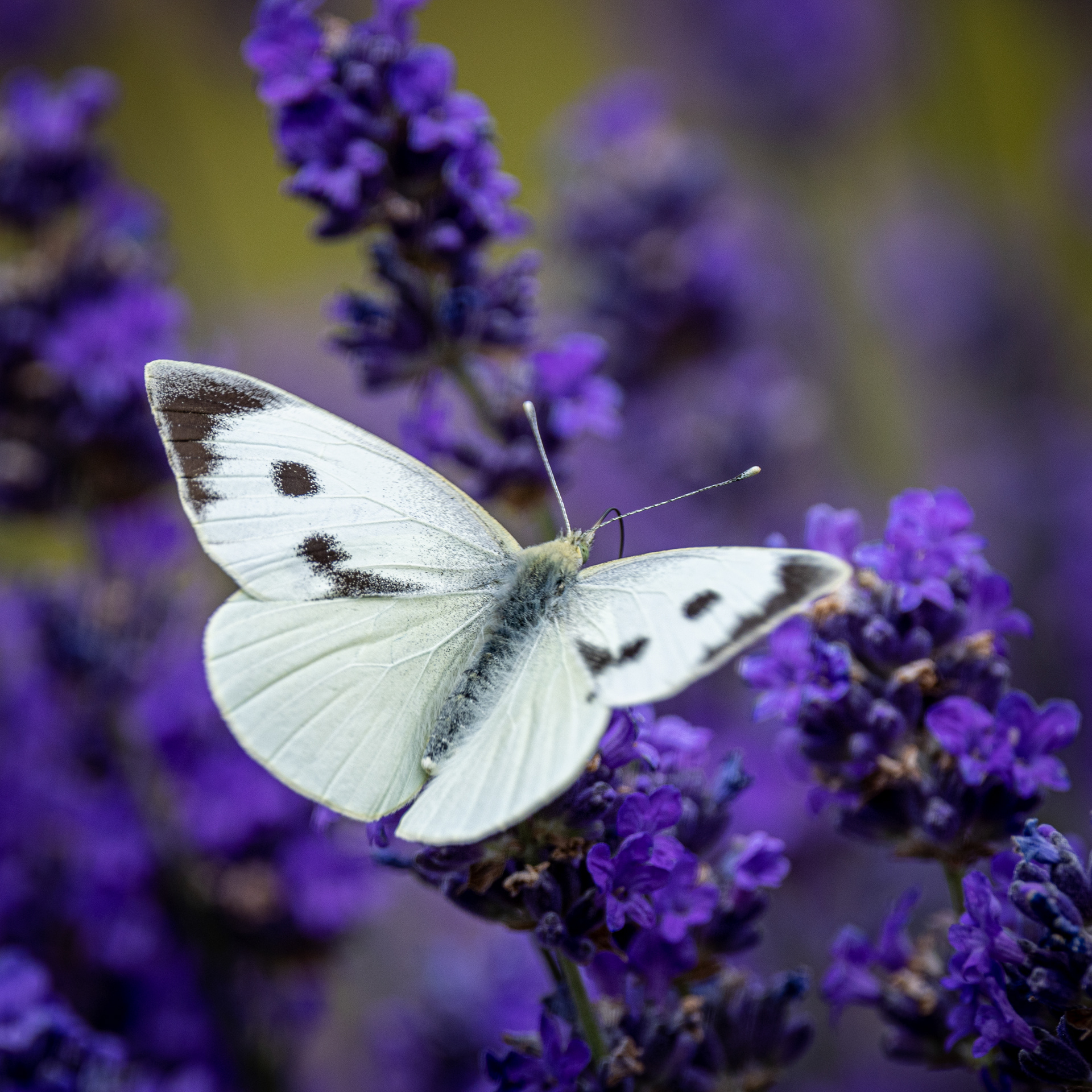 Large White