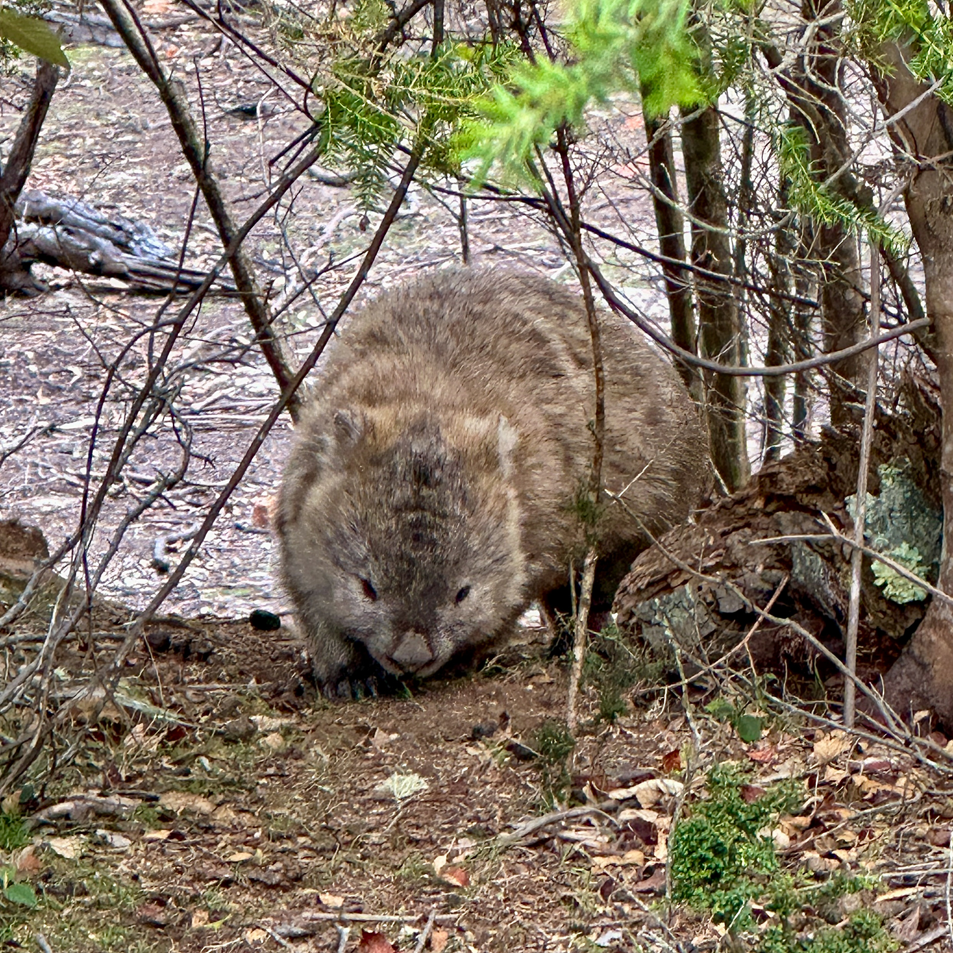 Wombat