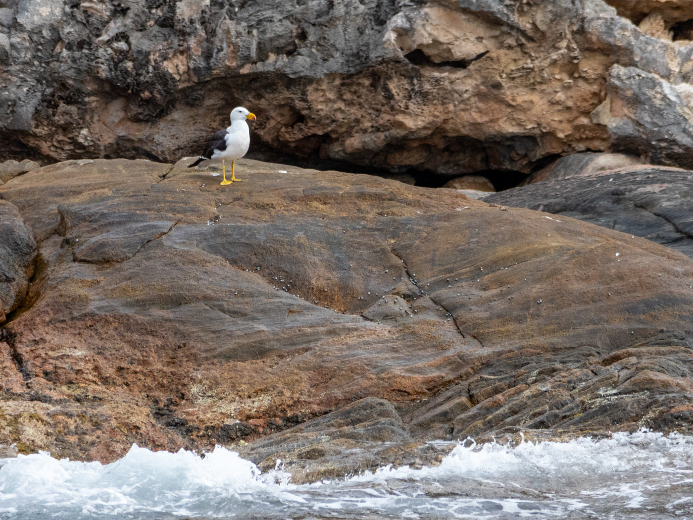 This isn't any old seagull, it's a Pacific Gull, the largest gull in the Southern Hemisphere.