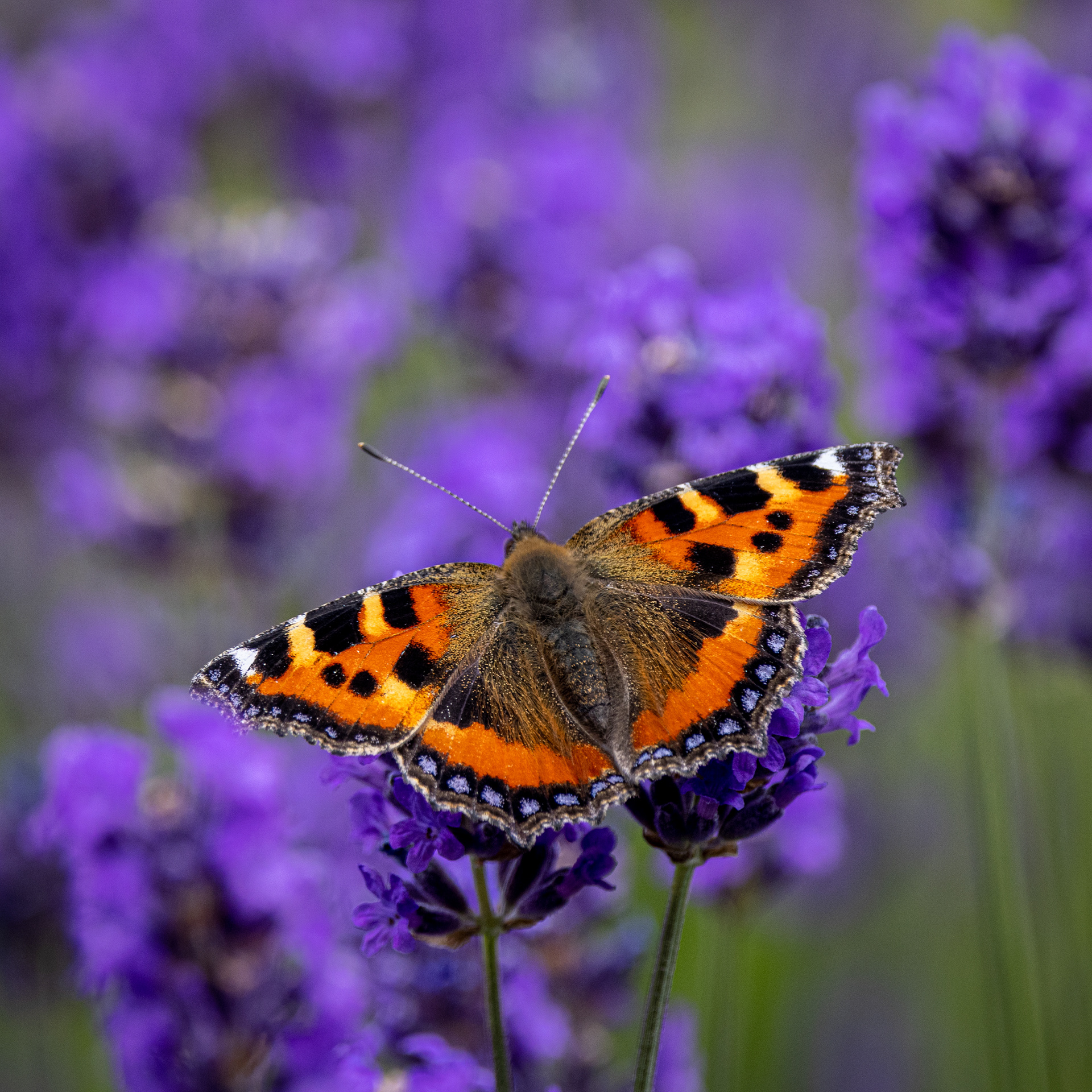 Small Tortoiseshell