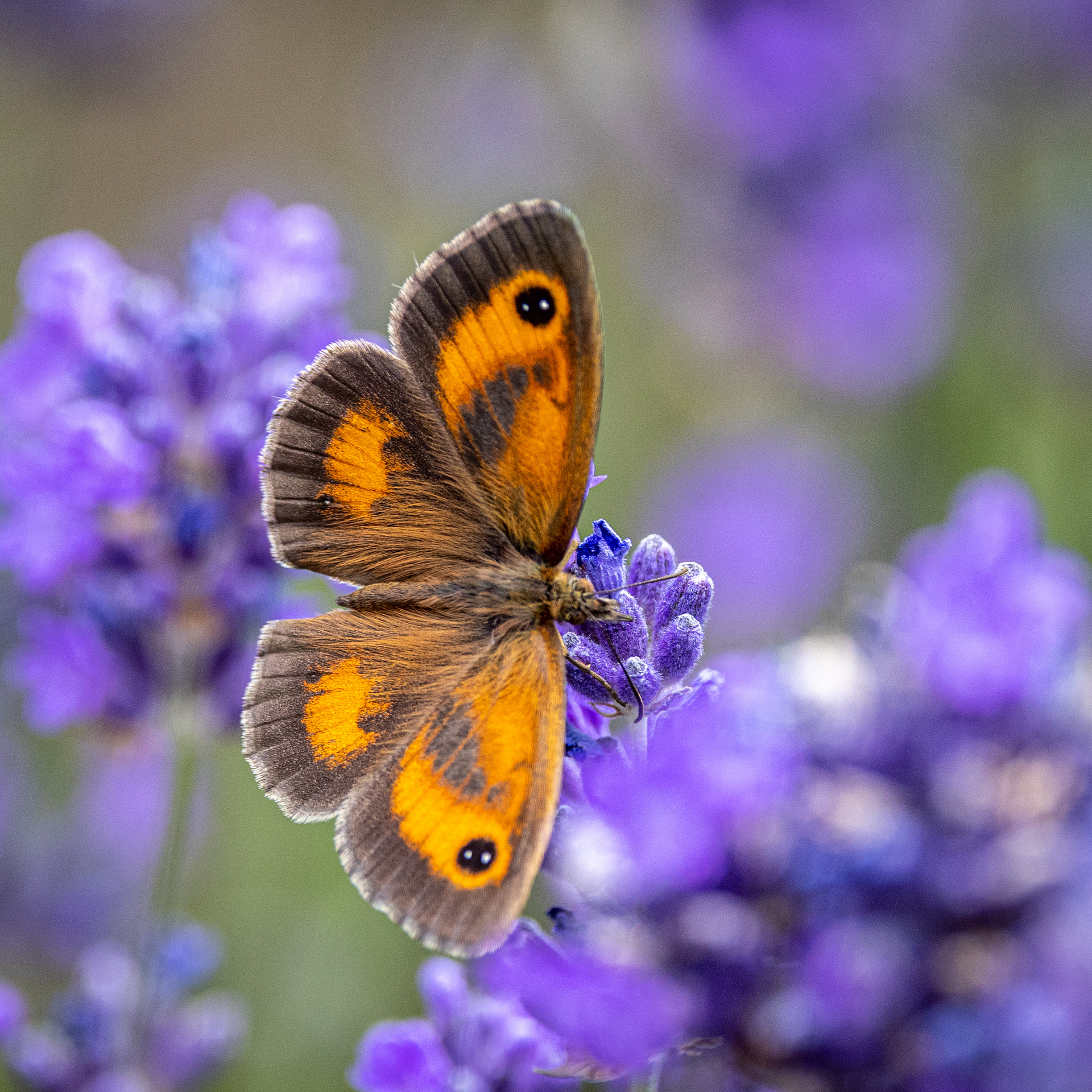 Gatekeeper