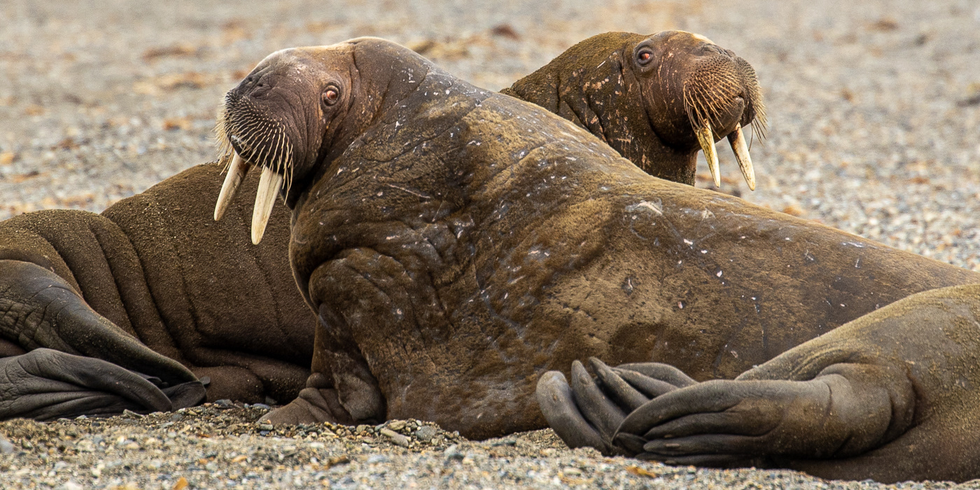 Walrus