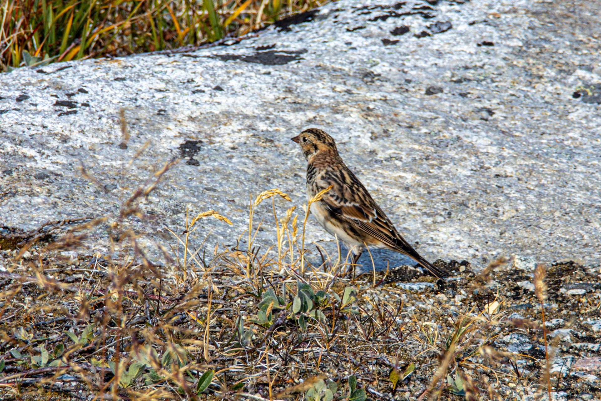 Greenland Redpoll