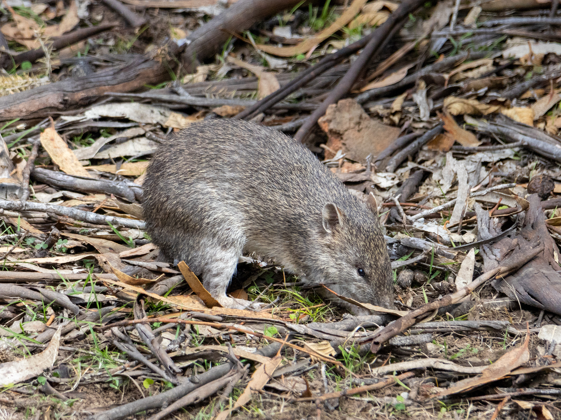 Bandicoot