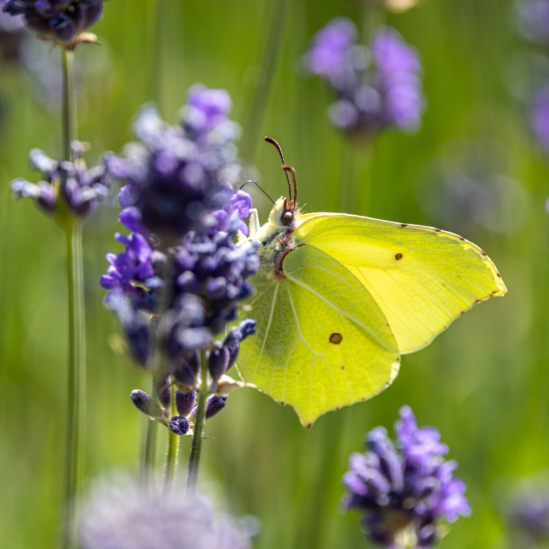 Brimstone
