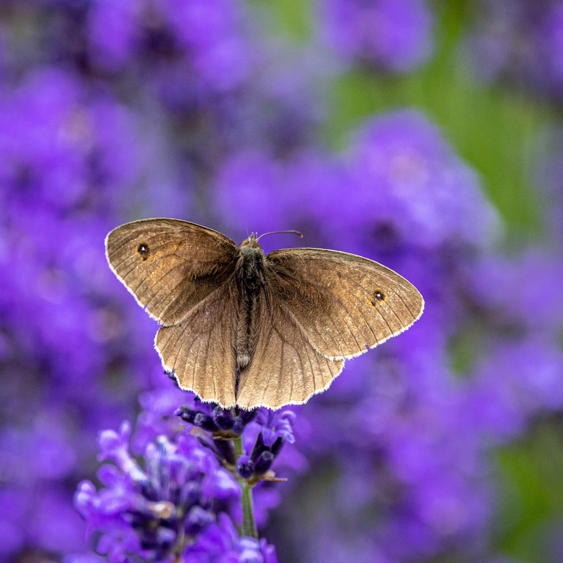 Meadow Brown