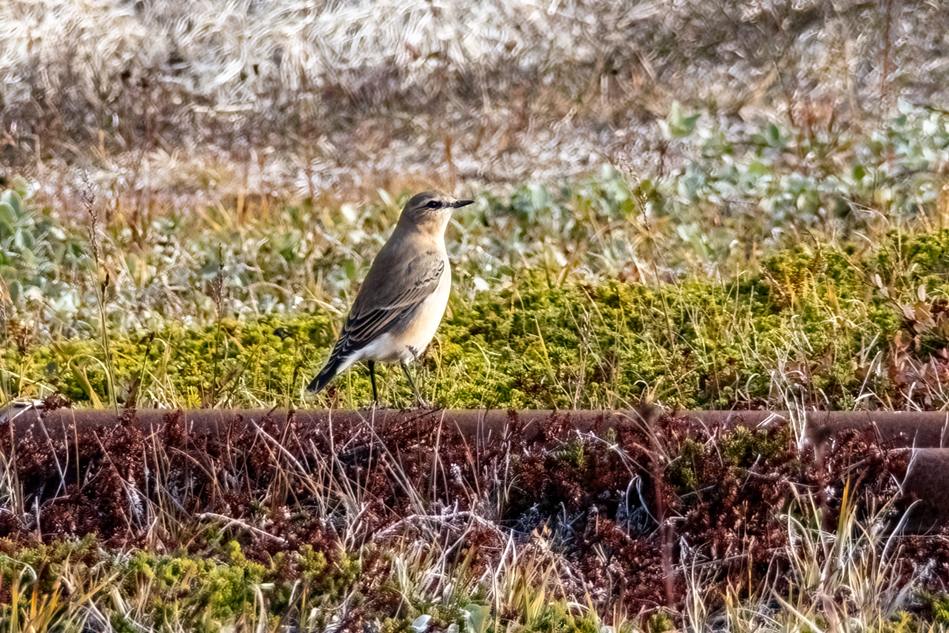 Northern Wheatear