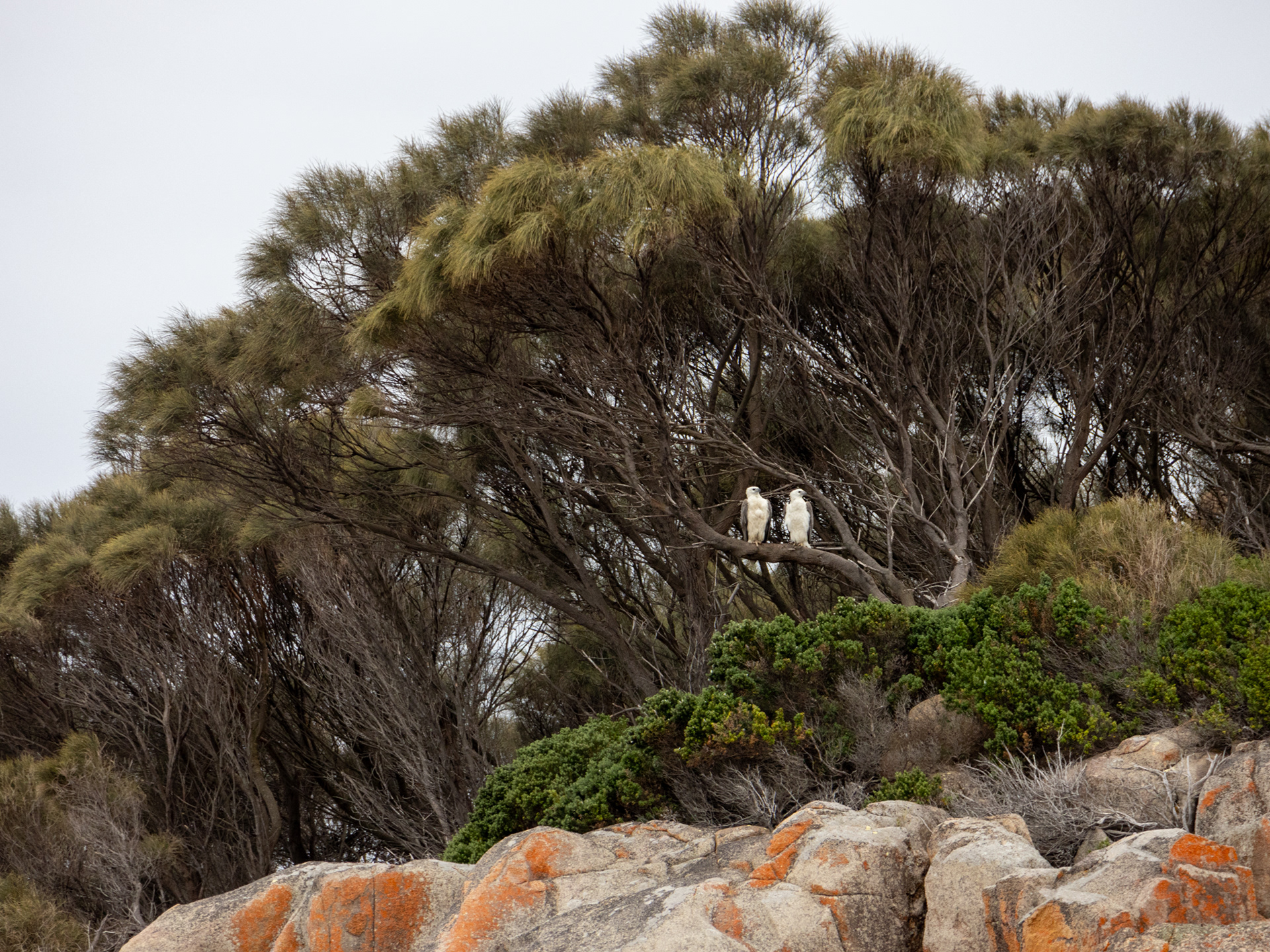 Sea Eagles