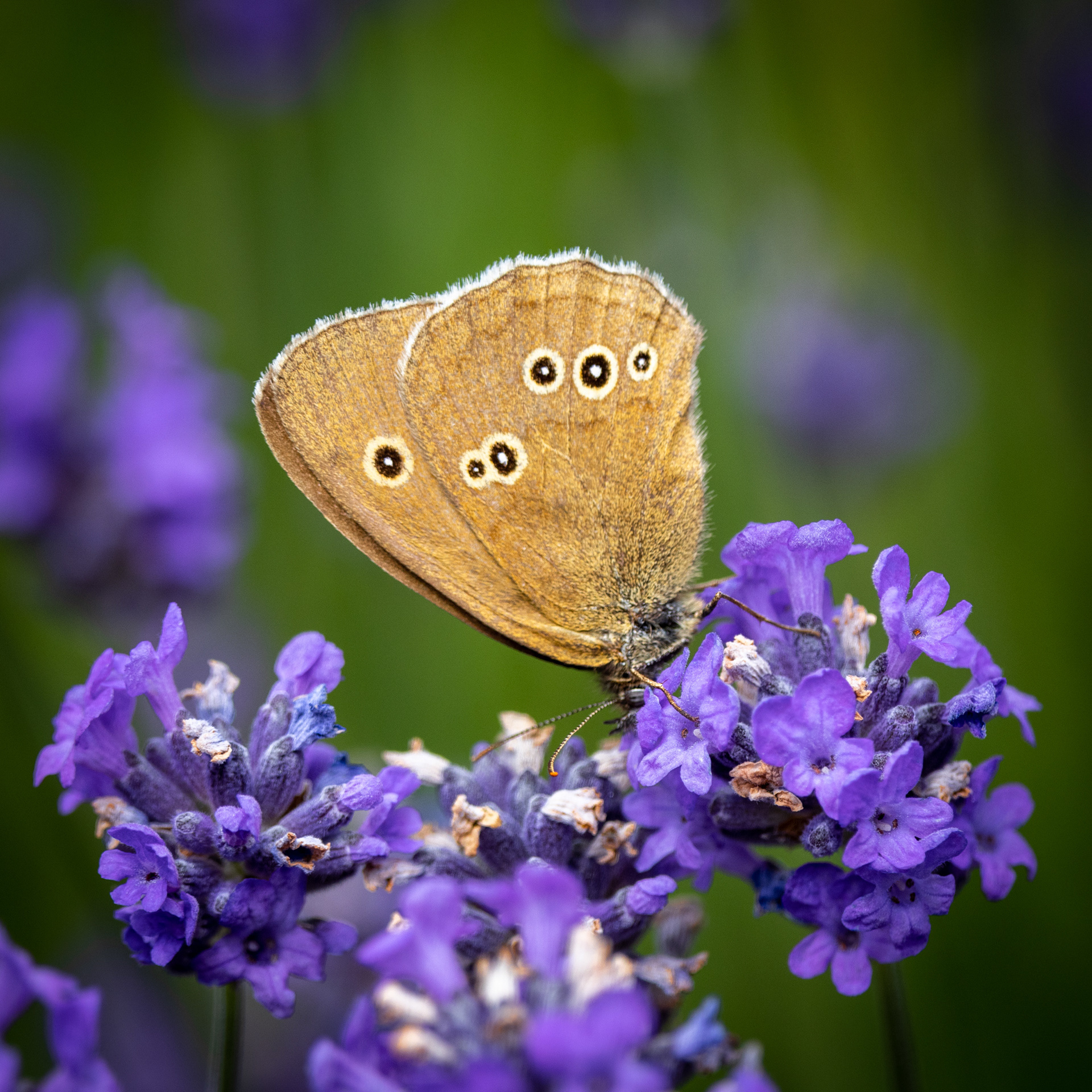 Ringlet