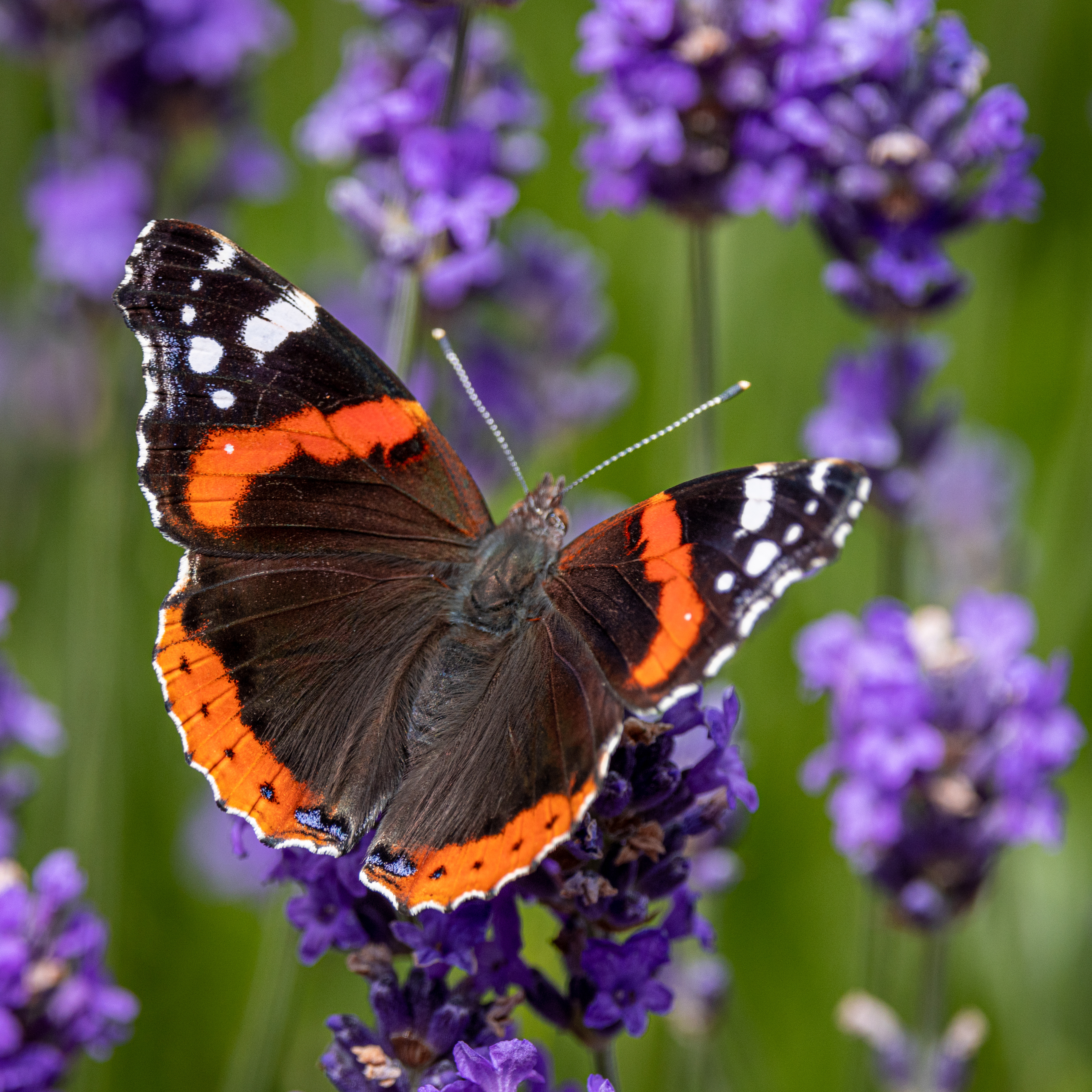 Red Admiral
