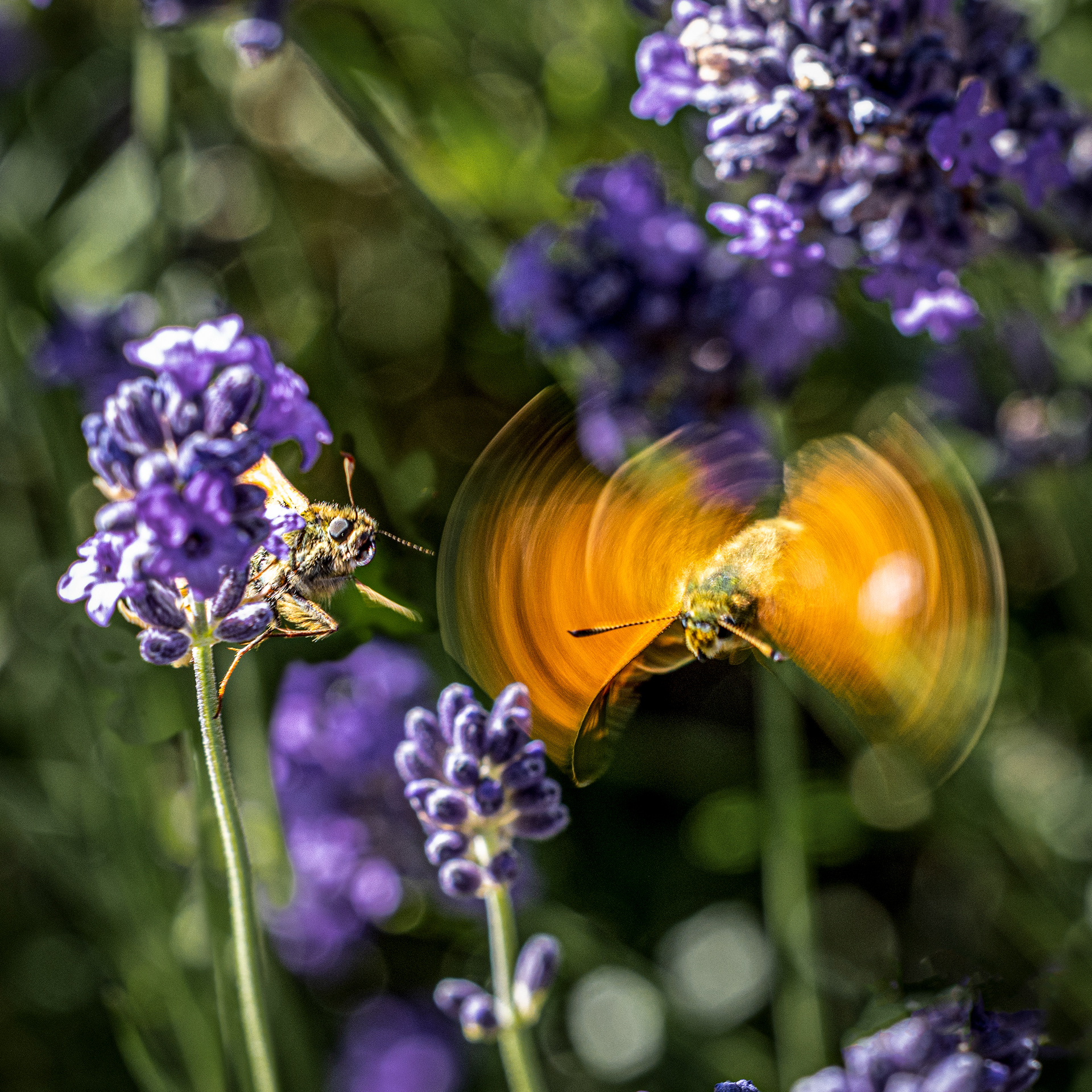 Large Skippers