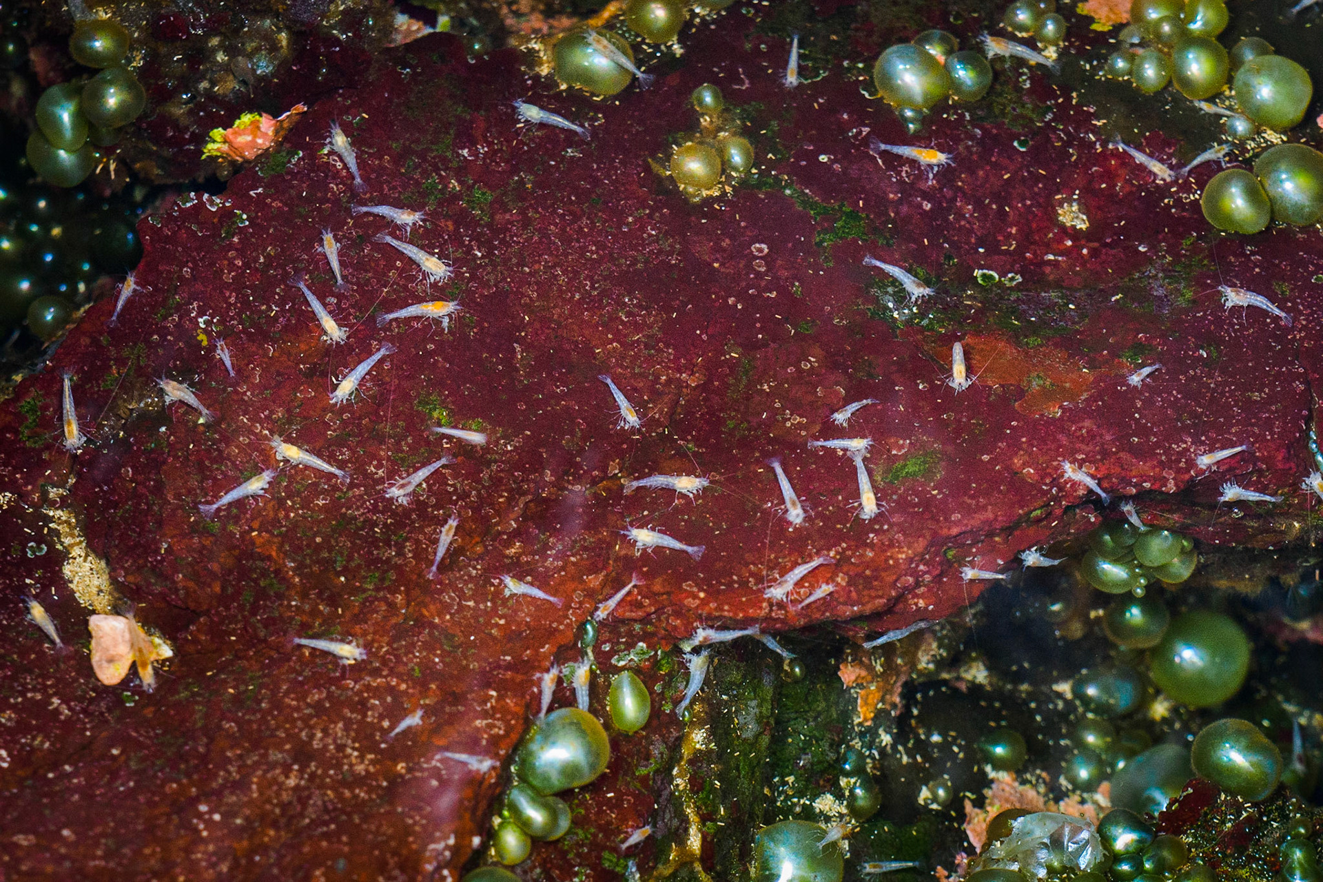 Procaris ascensionis