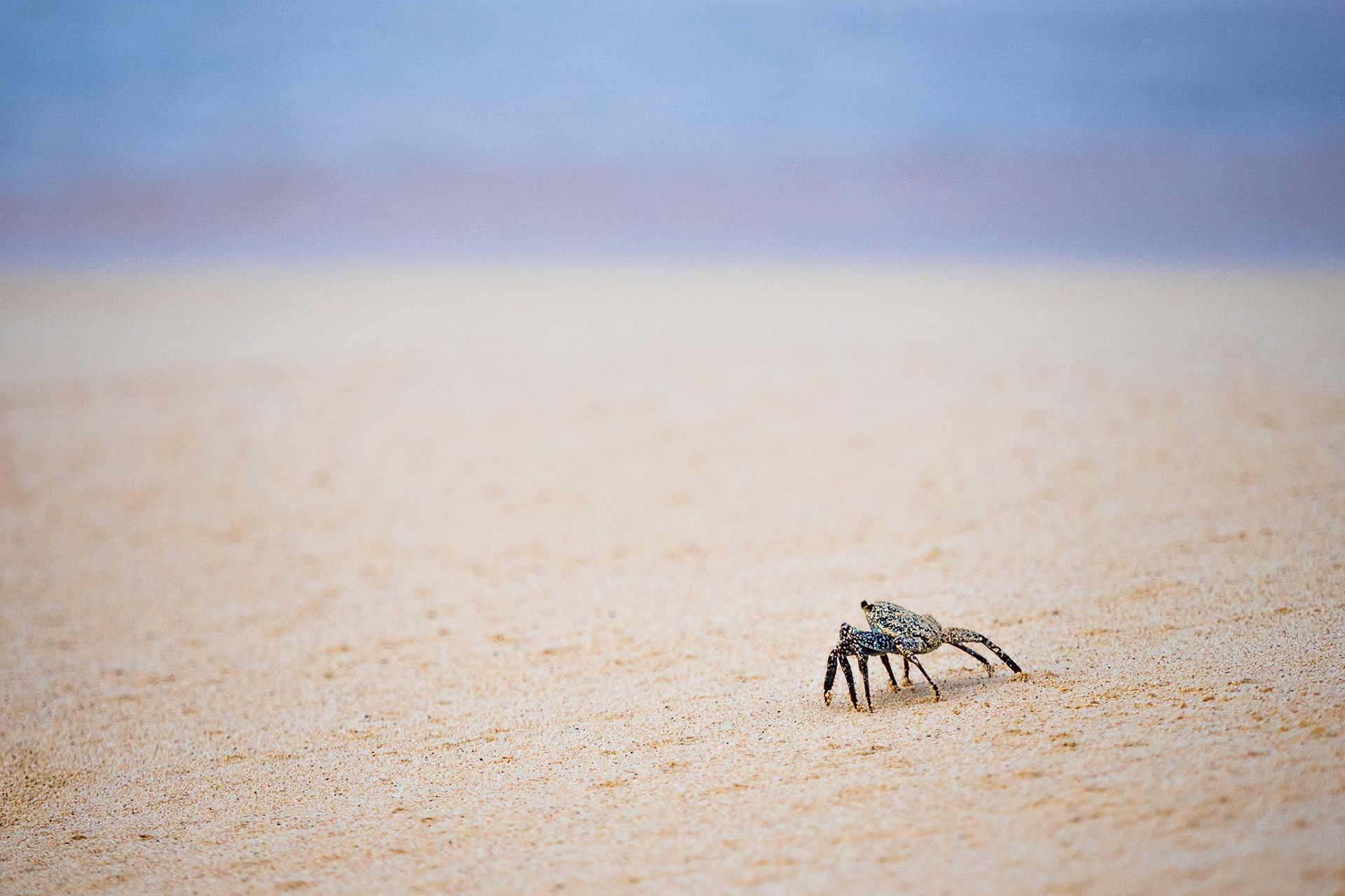 Little Wanderer